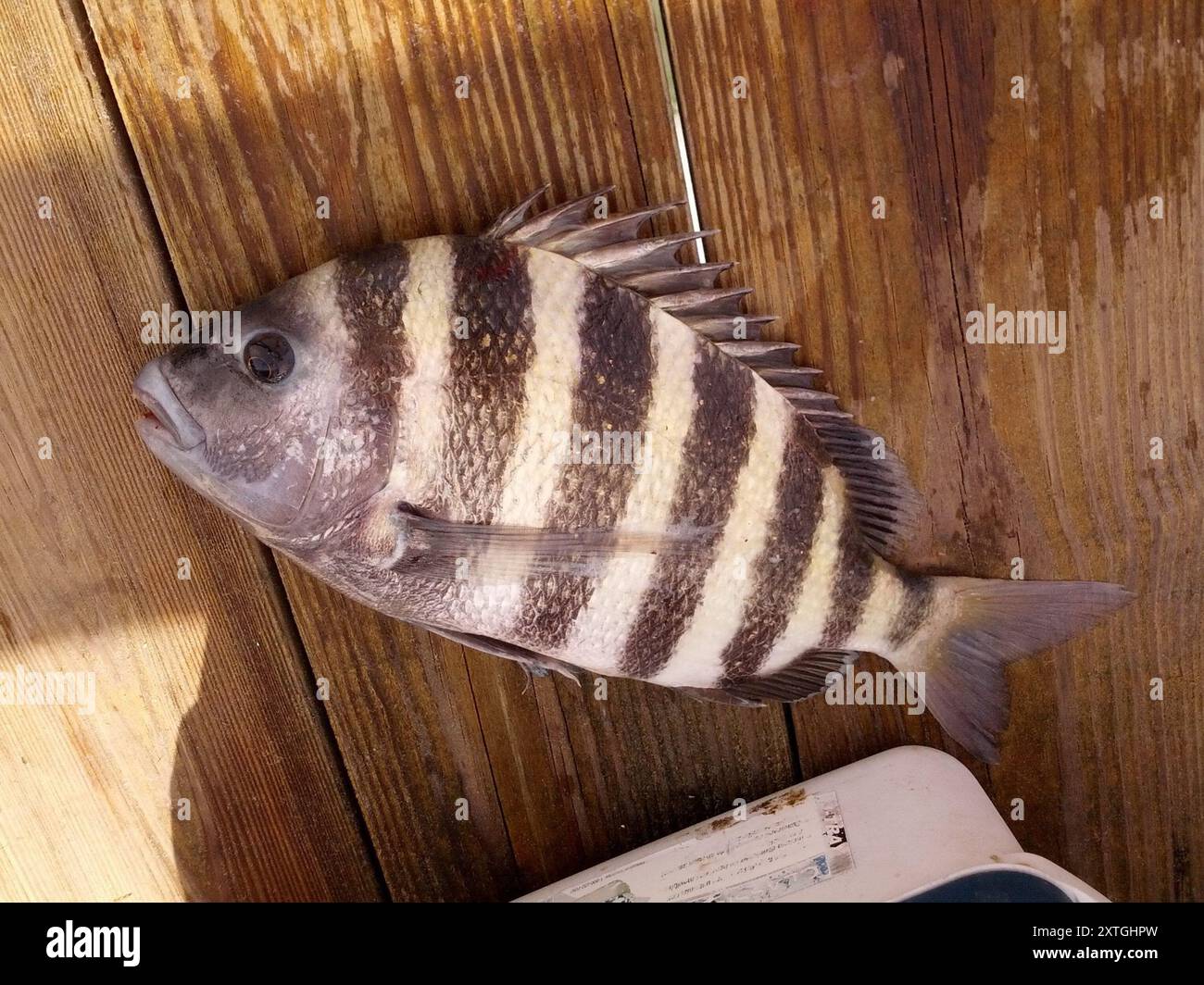 Sheepshead (Archosargus probatocephalus) Actinopterygii Foto Stock