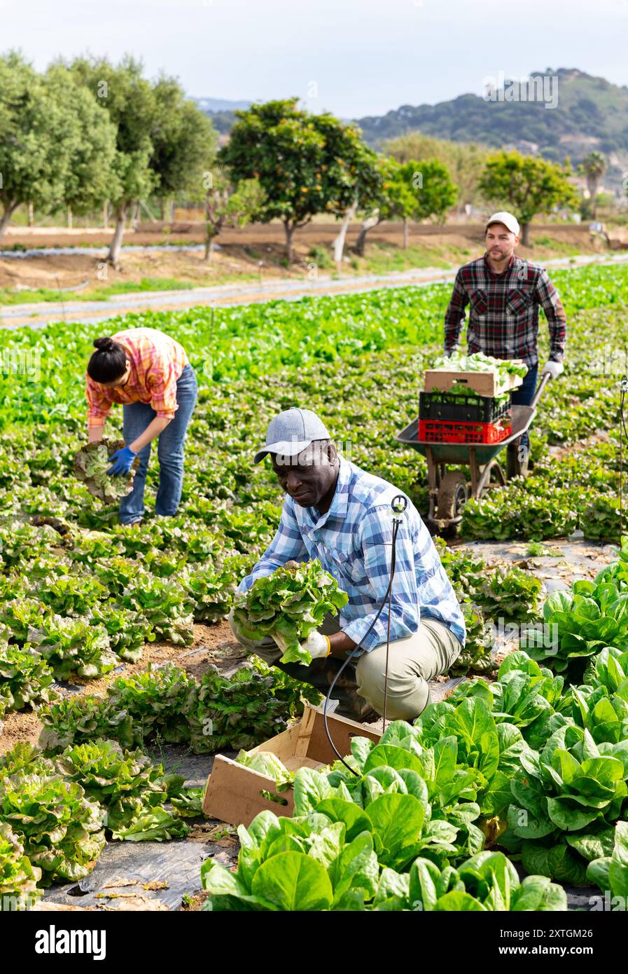 Gruppo multietnico di lavoratori agricoli che raccolgono la lattuga Foto Stock