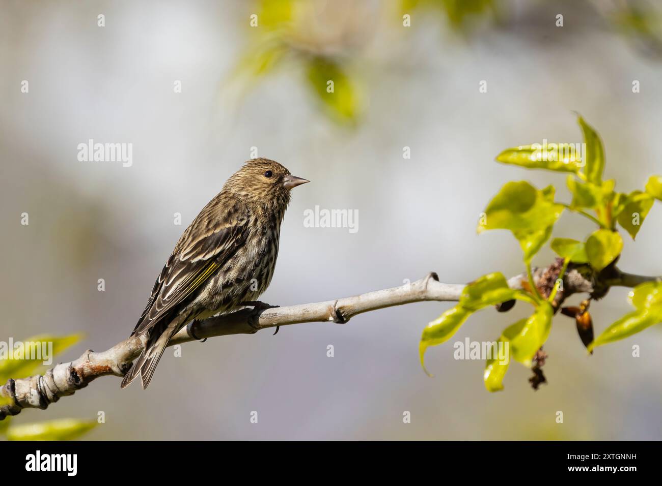 Pine Siskin è arroccato su una diramazione nell'Alaska centro-meridionale. Foto Stock