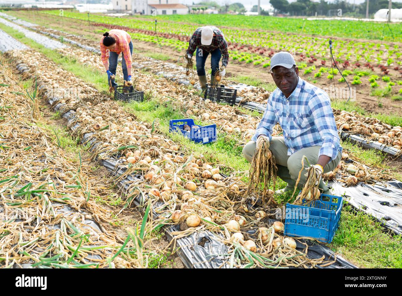 Gruppo multietnico di lavoratori agricoli che raccolgono cipolla Foto Stock