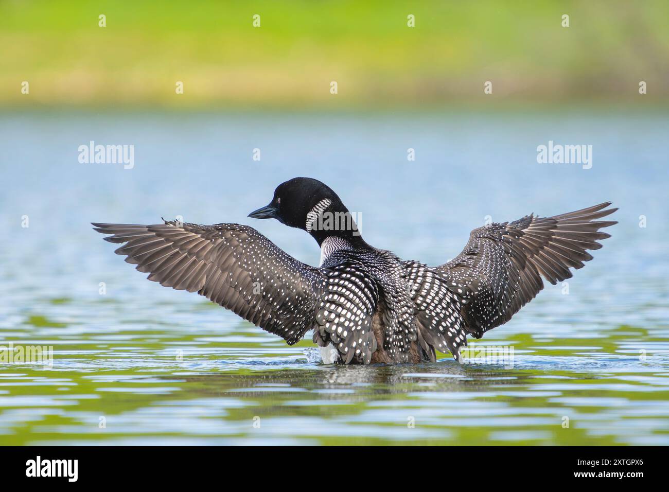 Loon comune sul lago nell'Alaska centro-meridionale. Foto Stock