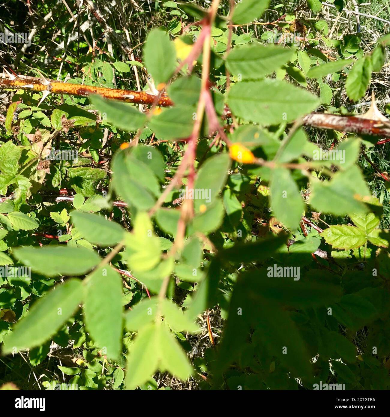 (Phragmidium mucronatum) funghi Foto Stock