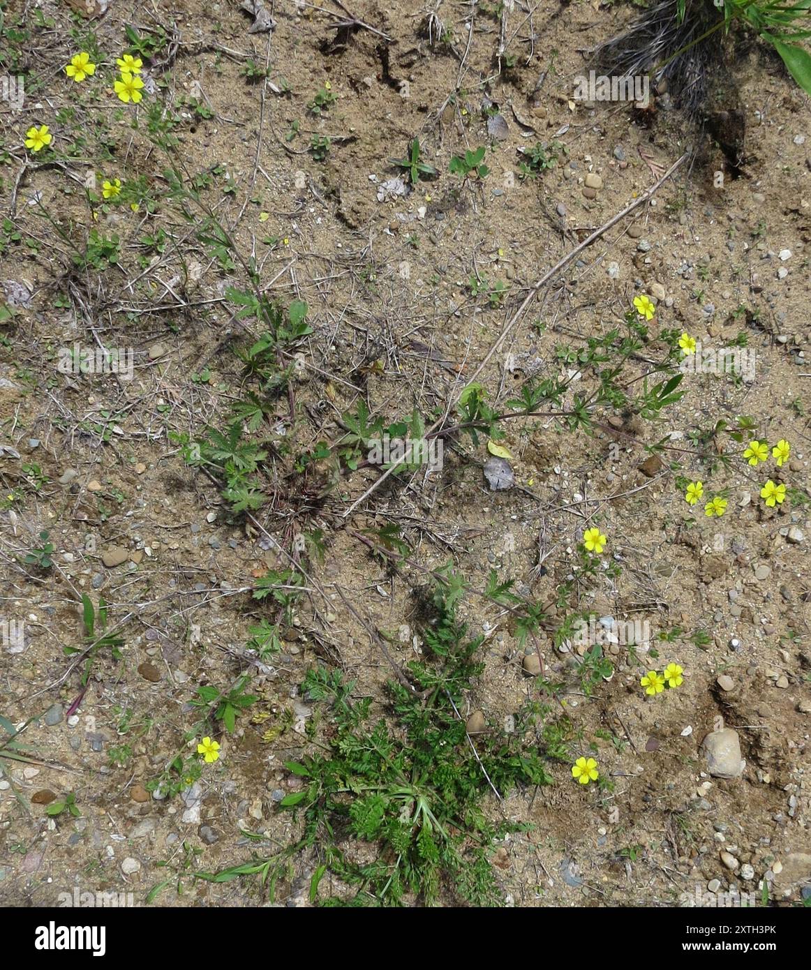 Cinquefoil grigio (Potentilla inclinata) Plantae Foto Stock