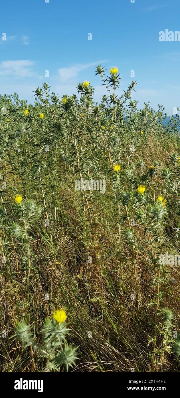 Cardo di distaff lanato (Carthamus lanatus) Plantae Foto Stock