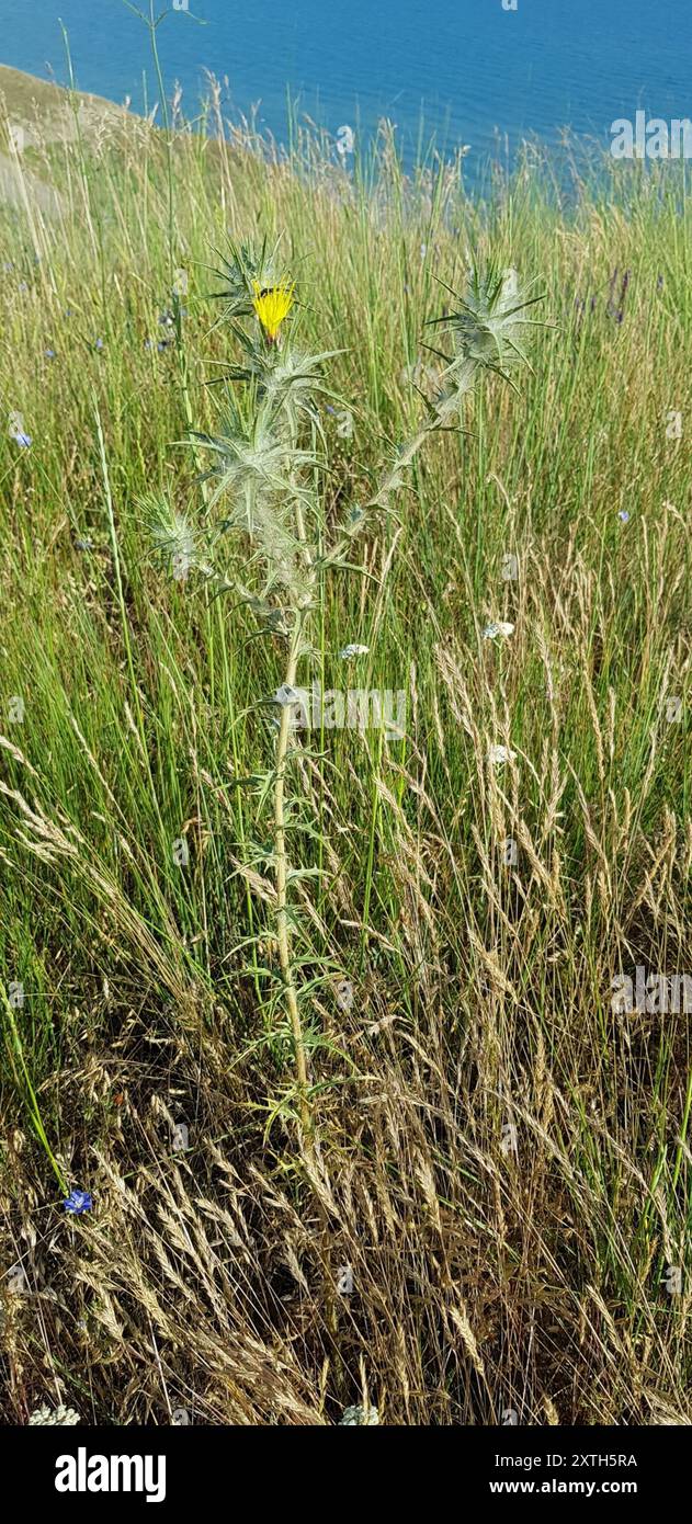 Cardo di distaff lanato (Carthamus lanatus) Plantae Foto Stock