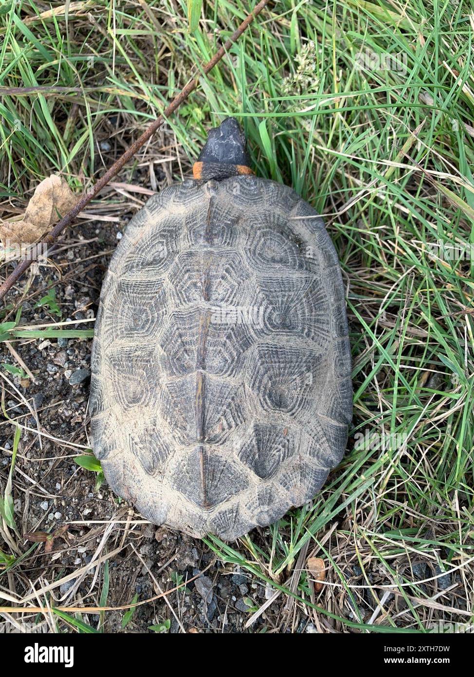 Tartaruga di legno (Glyptemys insculpta) Reptilia Foto Stock