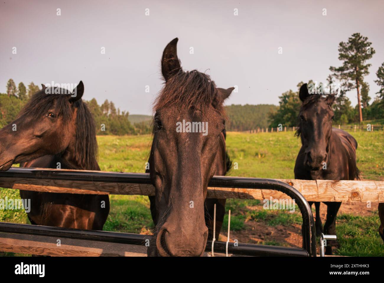 Tre cavalli che pendono la testa su una recinzione di legno divisa. Alberi sullo sfondo Foto Stock