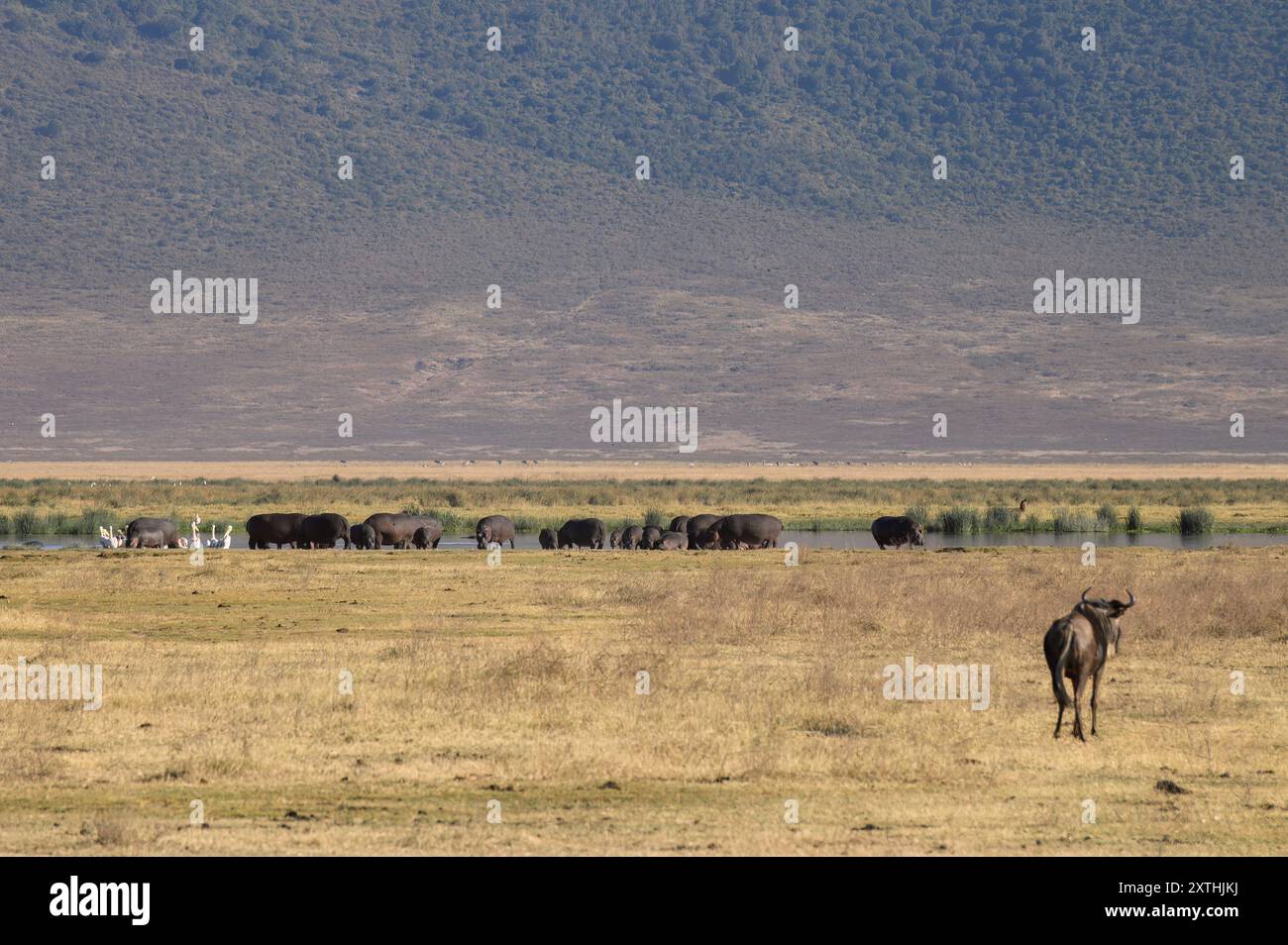 Un grande branco di ippopotamo in piedi sulla riva del fiume nel cratere di Ngorongoro, Tanzania. Foto Stock