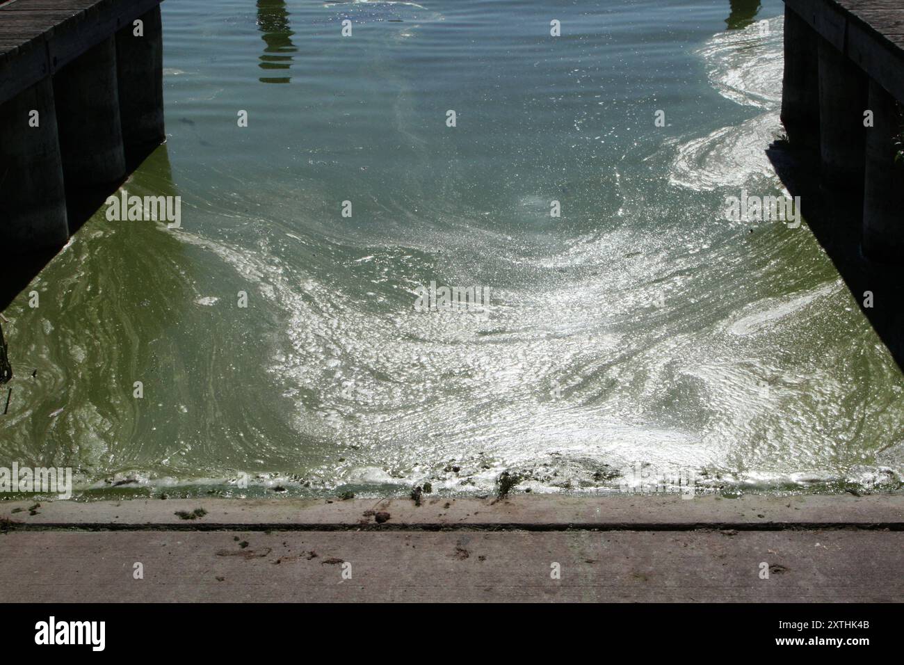 Blick am Dienstag 13.08.2023 im Hafen von Salem Landkreis Mecklenburgische Seenplatte auf einen Blaualgenteppich. Blaualgen können unter anderem Haut- und Schleimhautreizungen, Magen und Darmprobleme sowie allergische Reaktionen auslösen. SIE sind zum Beispiel an einer Schlierenbildung, Algenteppiche an der Wasseroberfläche und einer eingeschränkten Sichttiefe erkennbar. Dabei treten explosionsartige Blüten insbesondere im Sommer und bei hohen Wassertemperaturen auf. Quindi, gli infolge der Warmen Tage im Nordosten mittlerweile auch der Kummerower vedono un einigen Stellen fidanzato. Dennoch gehen muore Foto Stock