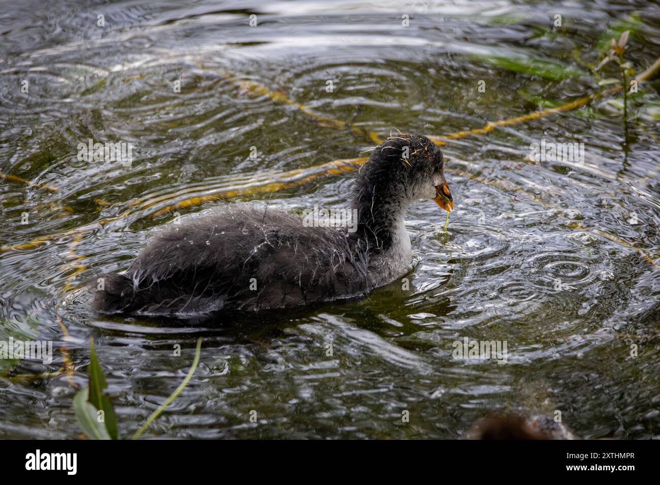 Un piccolo Coot che nuota in acqua ferma Foto Stock