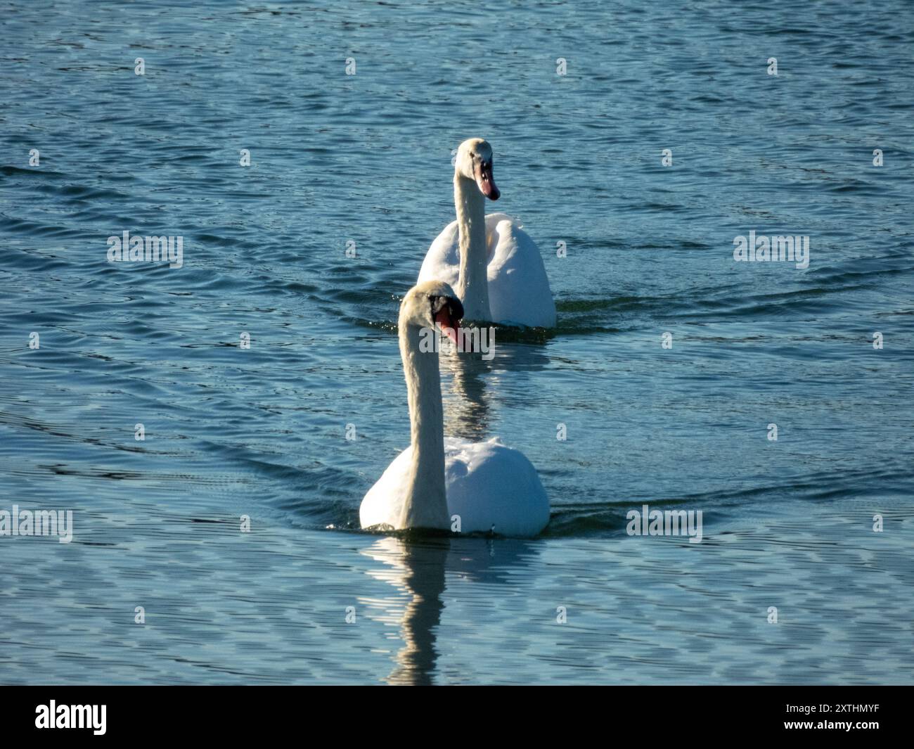 Uccello fotografato nella riserva naturale 'Étang de Villepey', a Frejus, in Francia, in Europa. Foto Stock