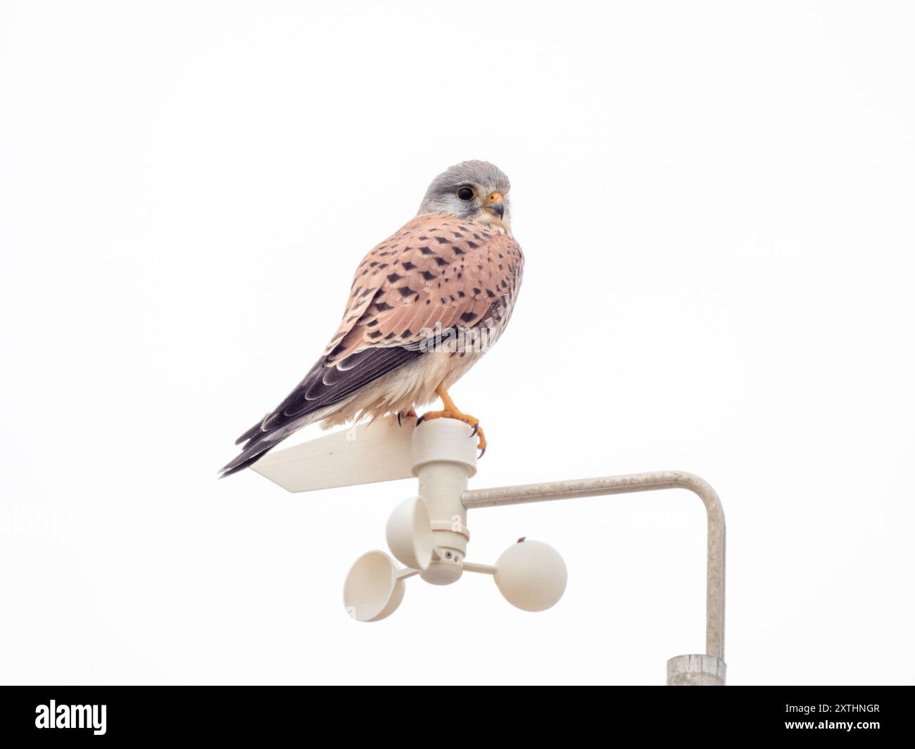 Uccello fotografato nella riserva naturale 'Étang de Villepey', a Frejus, in Francia, in Europa. Foto Stock