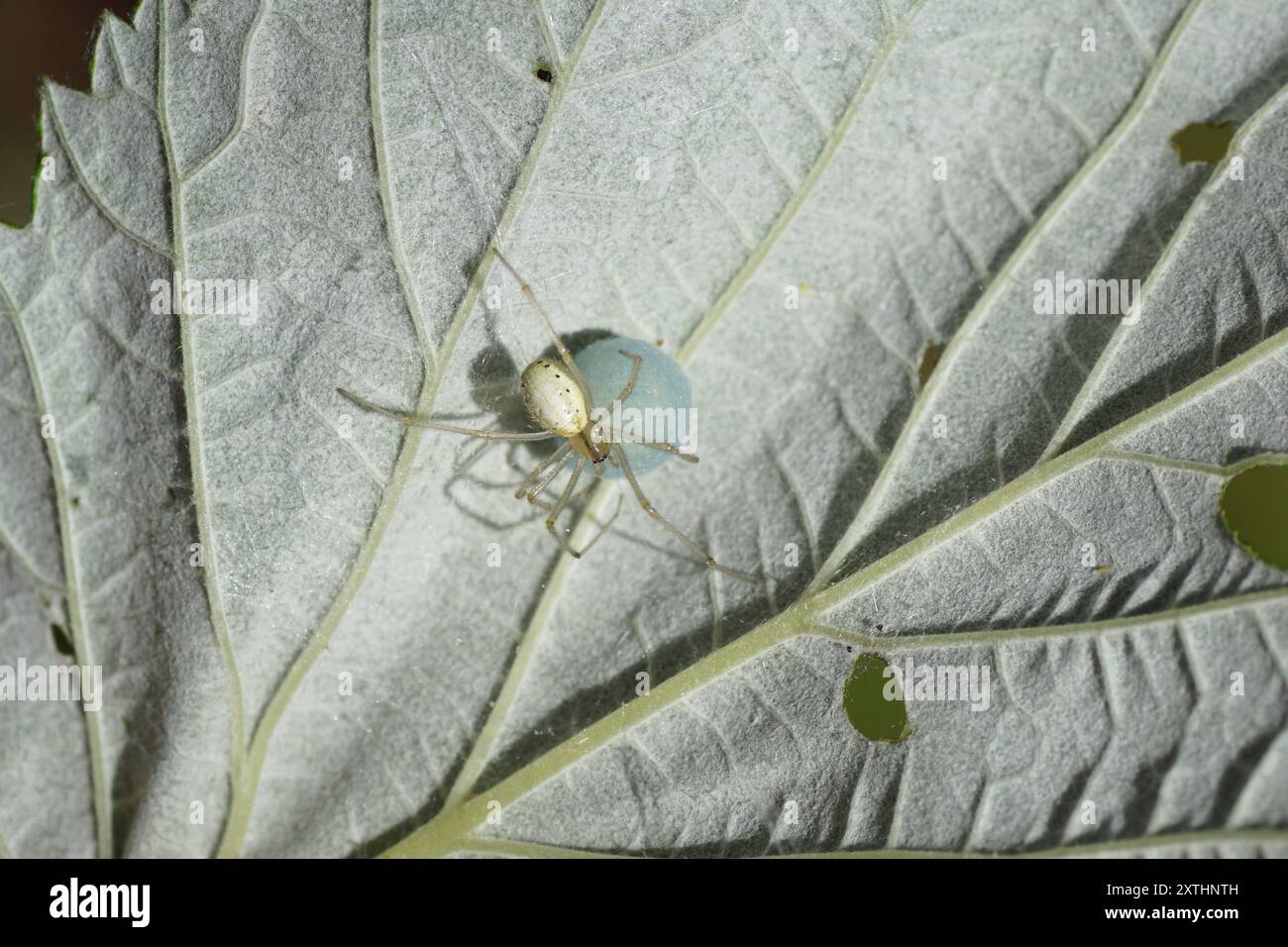 Primo piano del ragno femminile Enoplognatha ovata o della simile Enoplognatha latimana, famiglia Theridiidae. Con un bozzolo sul lato inferiore di una foglia. Estate Foto Stock