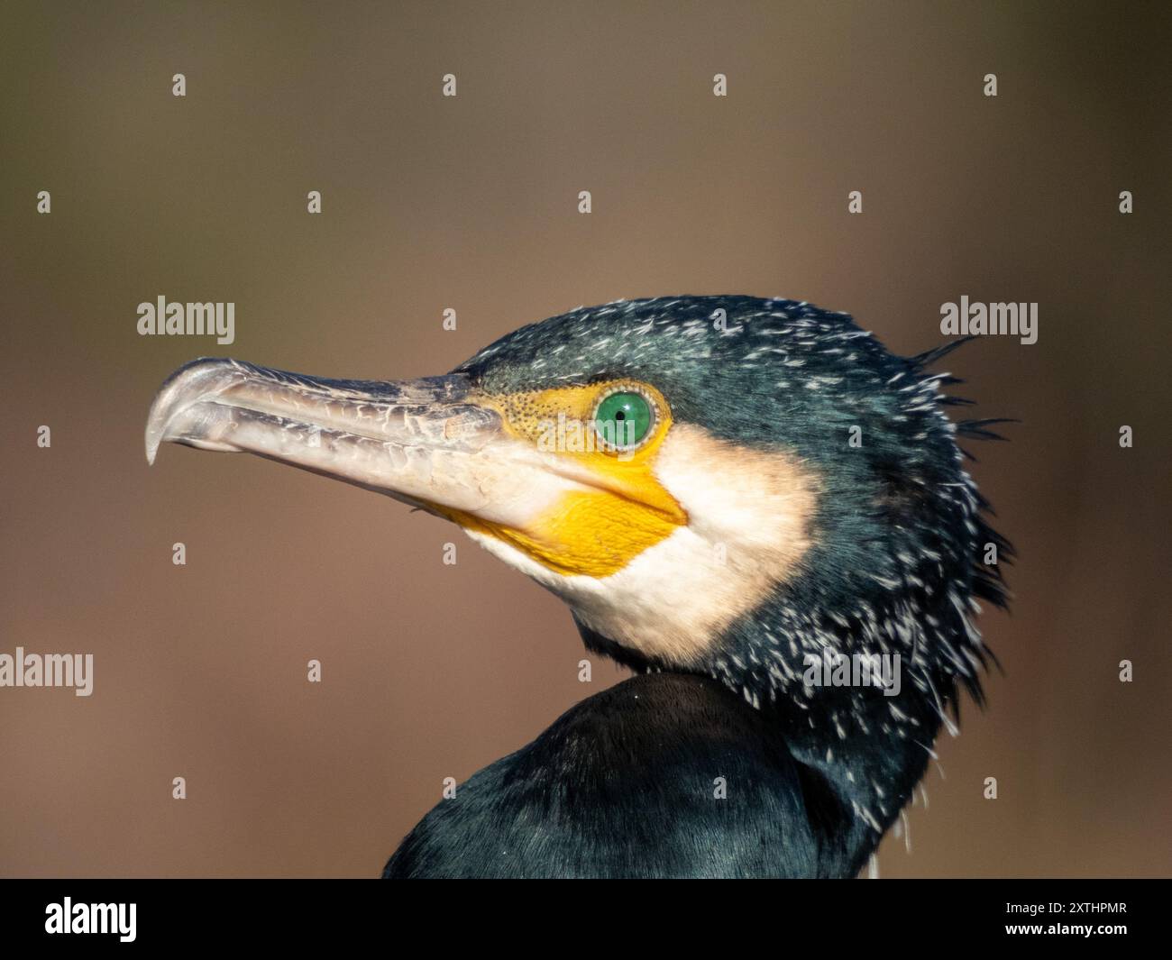 Uccello di mare, grande cormorano (Phalacrocorax carbo), nel lago Escacets, nella riserva naturale di 'Plaine des Maures' in Francia. Foto Stock