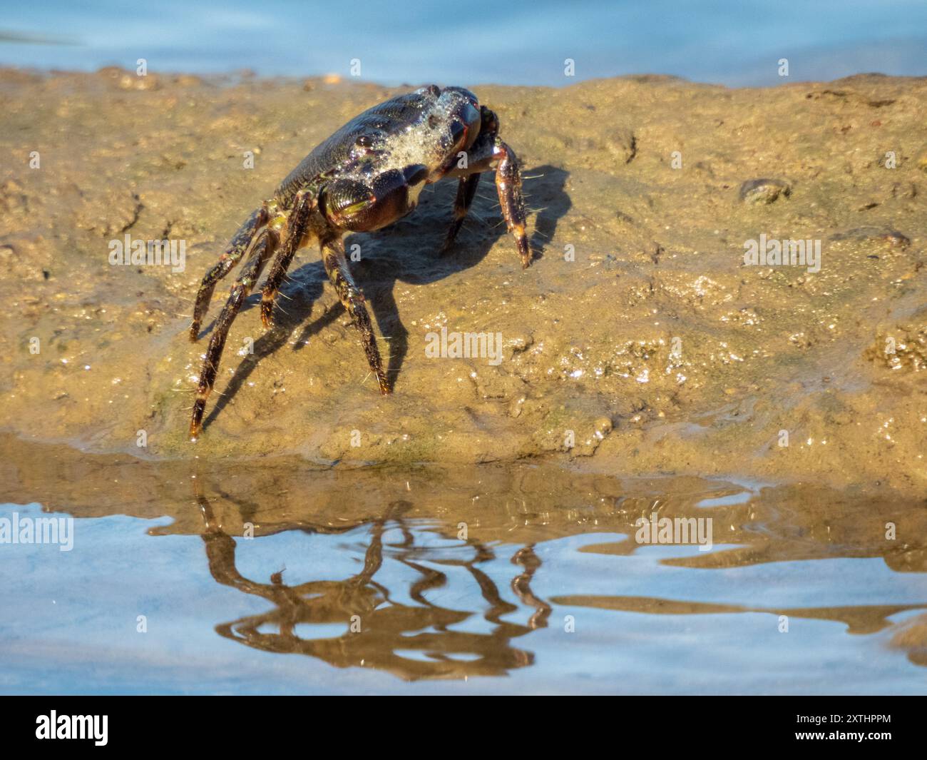 Il Pachygrapsus marmoratus è una specie di granchio, a volte chiamato granchio di roccia marmorizzato o granchio marmorizzato, che vive nel Mediterraneo Foto Stock