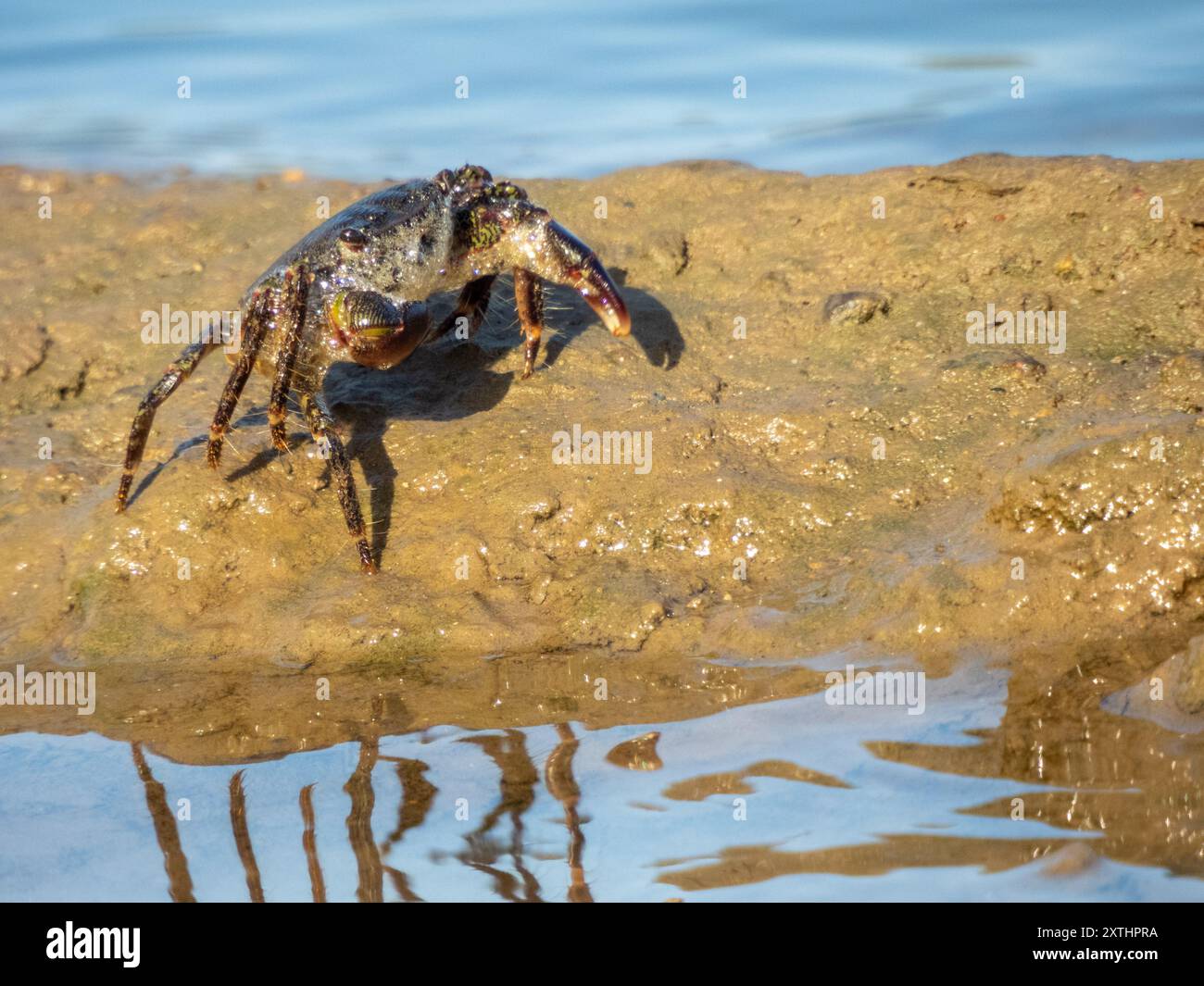 Il Pachygrapsus marmoratus è una specie di granchio, a volte chiamato granchio di roccia marmorizzato o granchio marmorizzato, che vive nel Mediterraneo Foto Stock