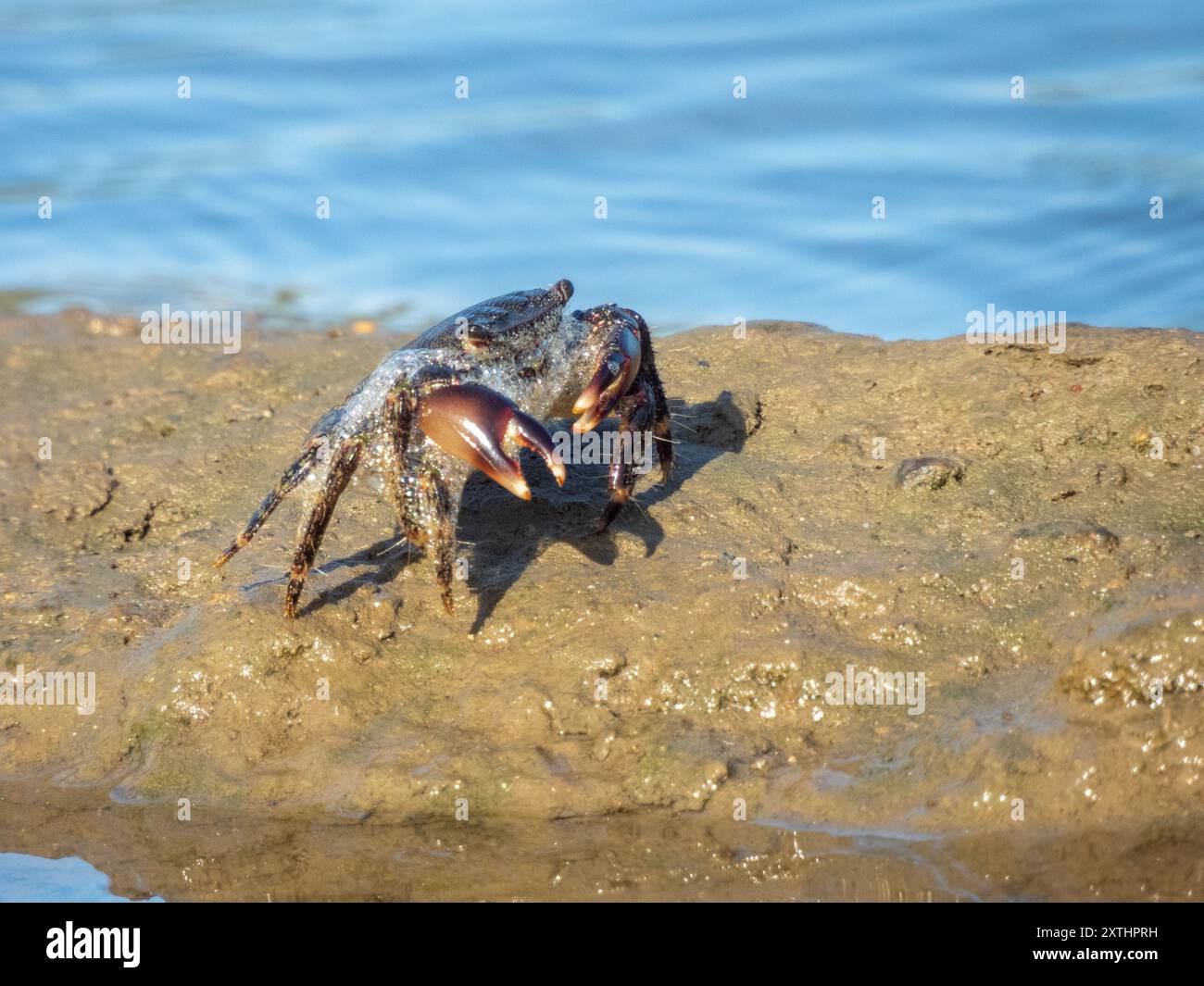 Il Pachygrapsus marmoratus è una specie di granchio, a volte chiamato granchio di roccia marmorizzato o granchio marmorizzato, che vive nel Mediterraneo Foto Stock
