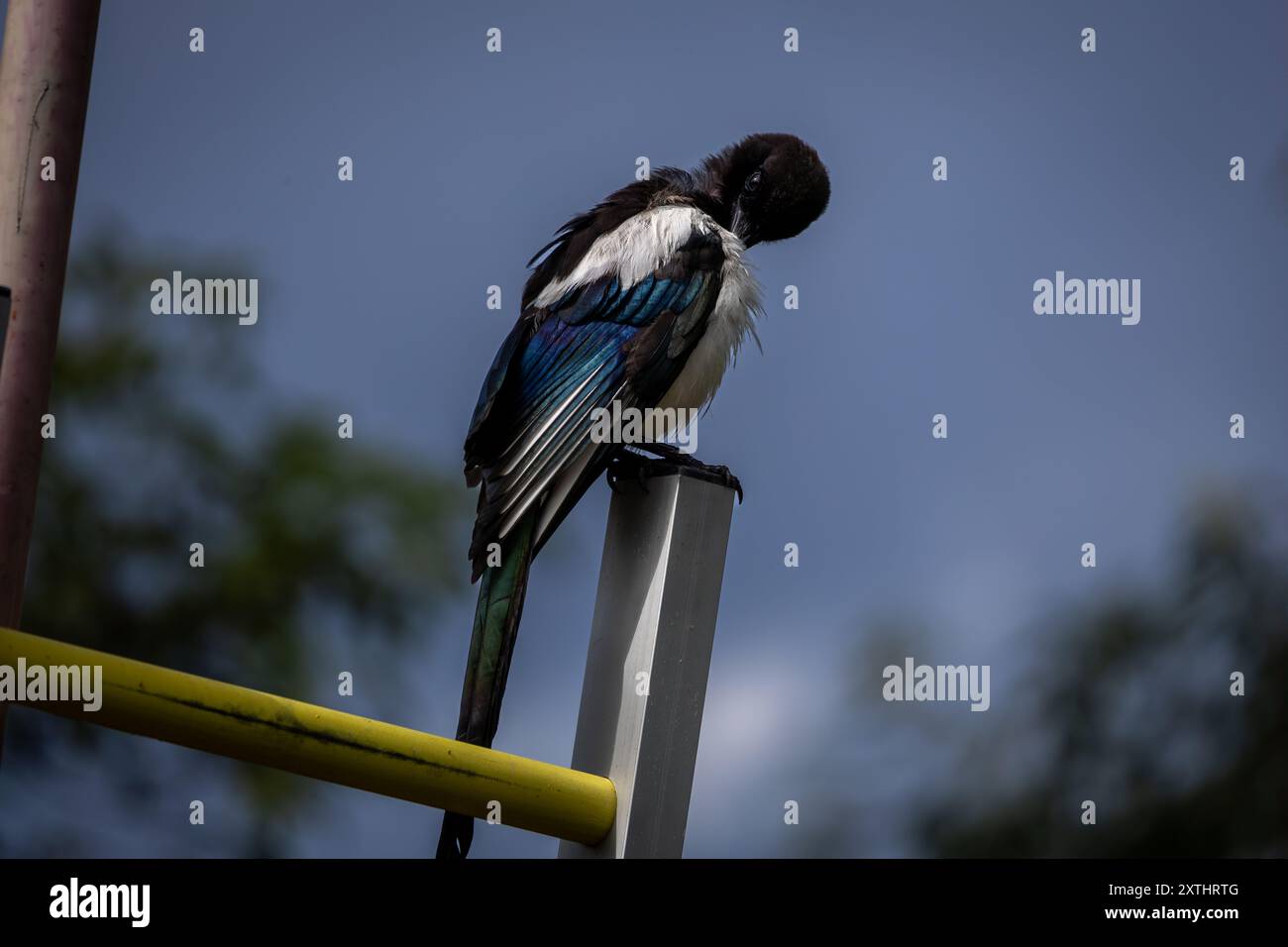 Un primo piano di un magpie appollaiato su un palo di metallo, che si prepara. L'uccello mostra un sorprendente piumaggio bianco e nero con piume blu iridescenti sull'ala Foto Stock