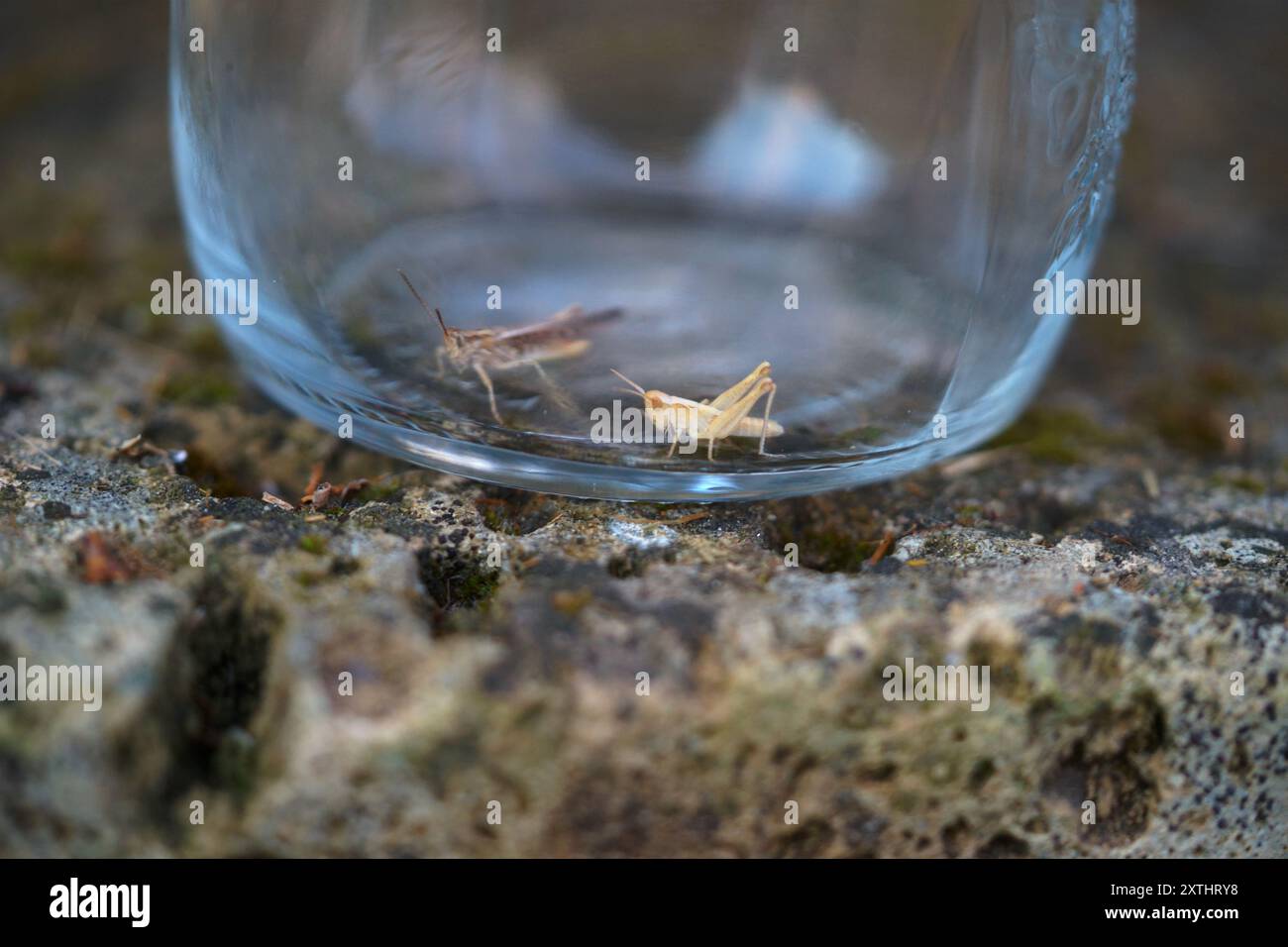 Grilli in vaso vivi Foto Stock