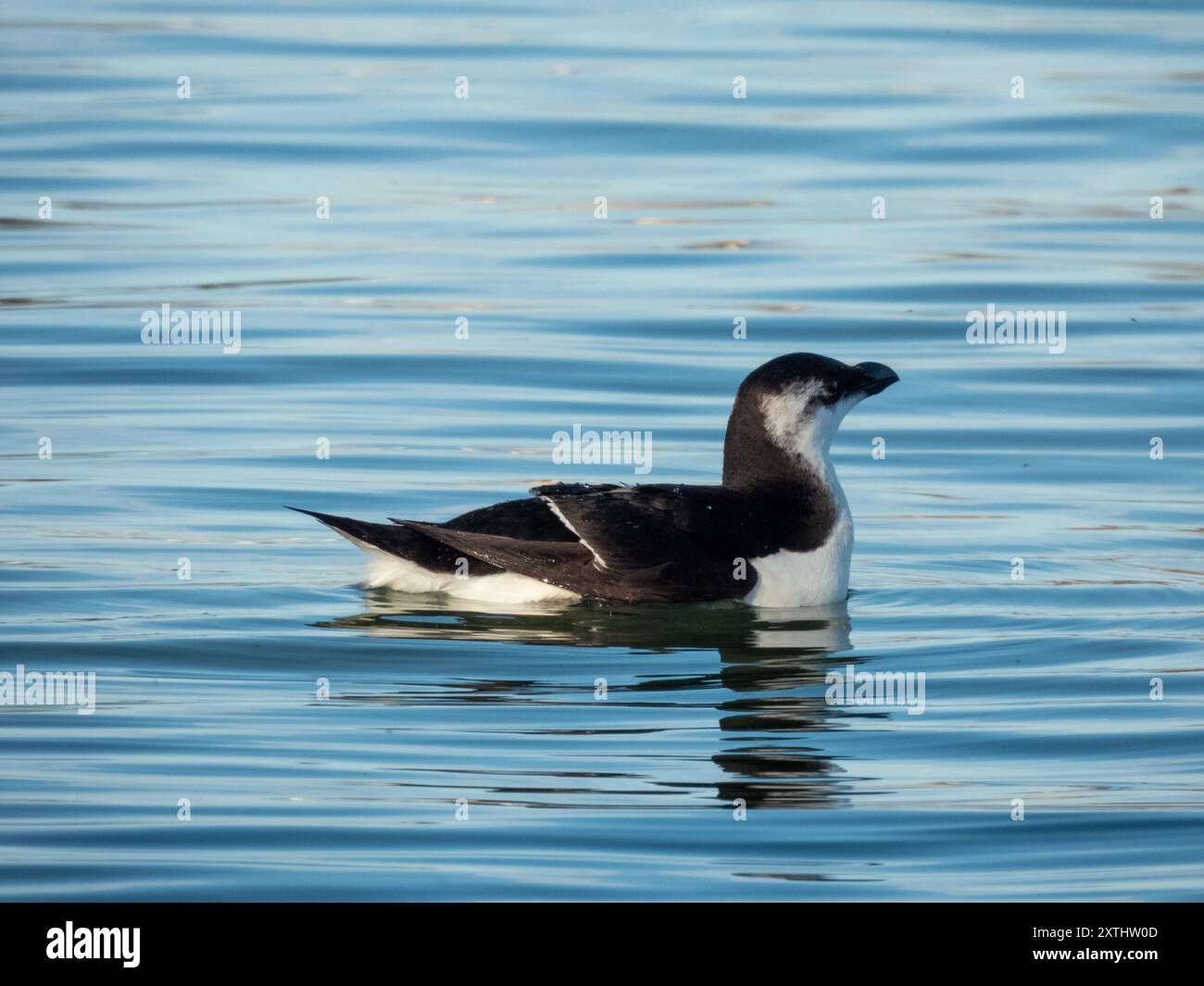 Razorbill o alca minore (Alca torda) ha fotografato floatting nella riserva naturale di étang de Villepey, a Fréjus, nel sud della Francia. Foto Stock