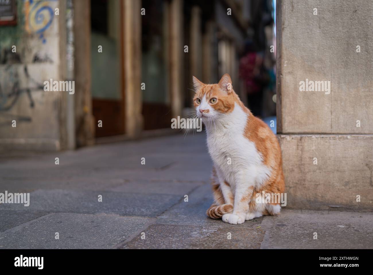 Gatto domestico per i capelli corti seduto per strada. Gatti a Venezia. Strada stretta a Venezia Foto Stock