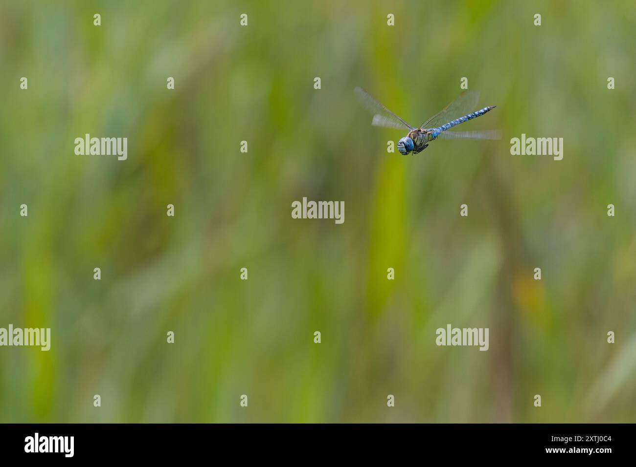 Südliche Mosaikjungfer, Männchen, Flug, fliegend, Mosaikjungfer, Aeshna affinis, falco migrante meridionale, falco dagli occhi blu, maschio, volare, volo, Æsch Foto Stock