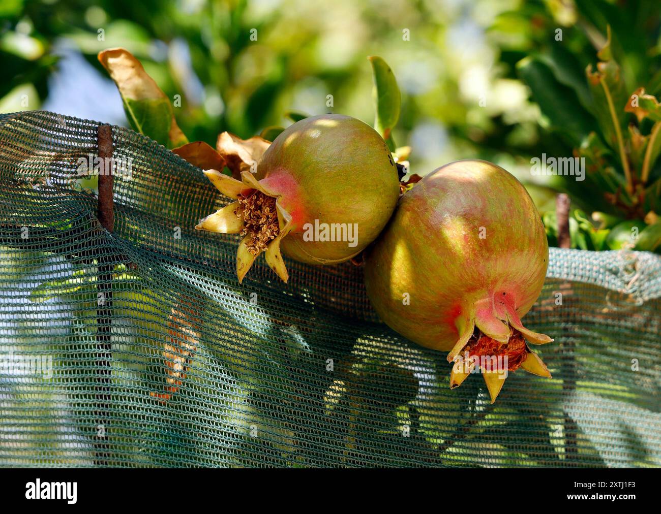 Primo piano di melagrana acuta, Punica granatum, appeso sulla recinzione Foto Stock