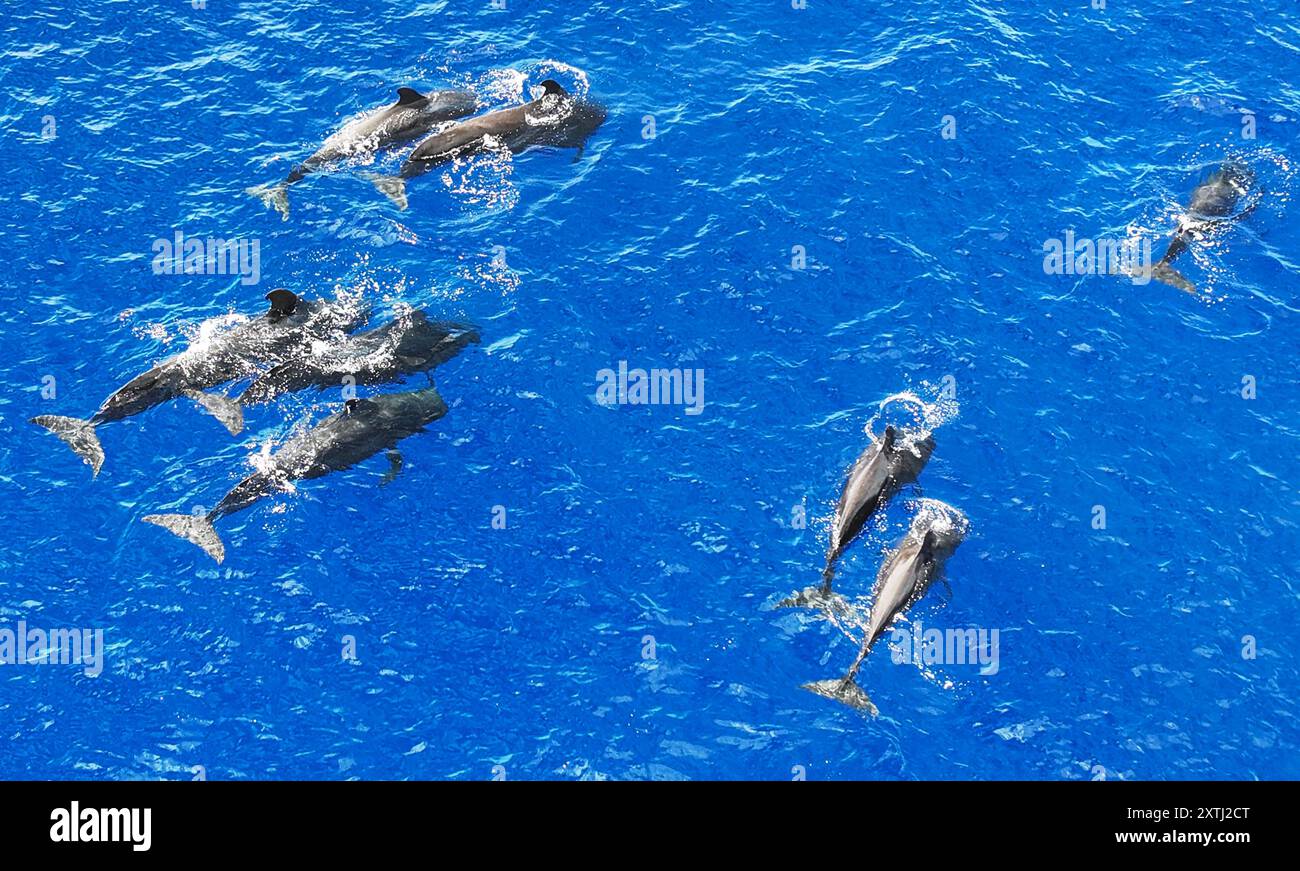 Pechino, Cina. 30 giugno 2024. Una foto aerea scattata il 30 giugno 2024 mostra le balene pilota a pinna corta che nuotano nel Mar Cinese meridionale. Un gruppo di balene pilota a pinna corta è stato recentemente avvistato nel Mar Cinese meridionale. Crediti: Deng Hua/Xinhua/Alamy Live News Foto Stock