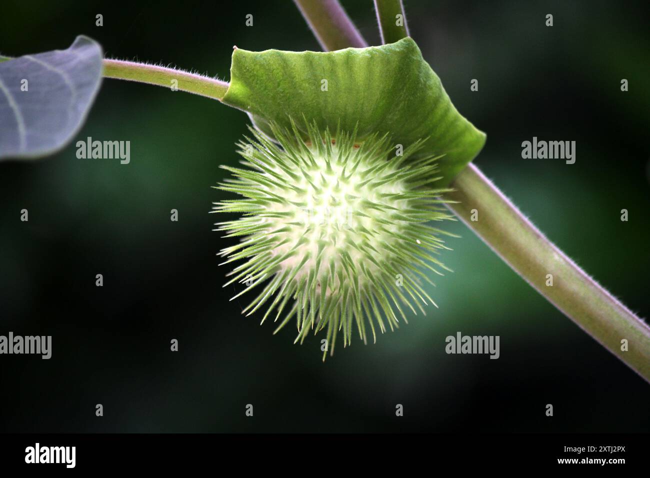 Frutta tromba del Diavolo (Datura metel) su una pianta : (Pix Sanjiv Shukla) Foto Stock