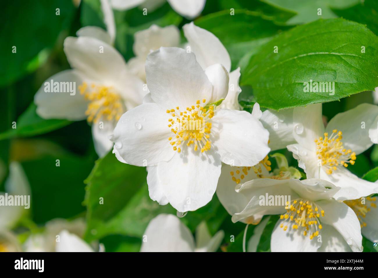 Profumati fiori bianchi di Philadelphia inodorus. La primavera fiorisce. Sfondo floreale. Foto Stock