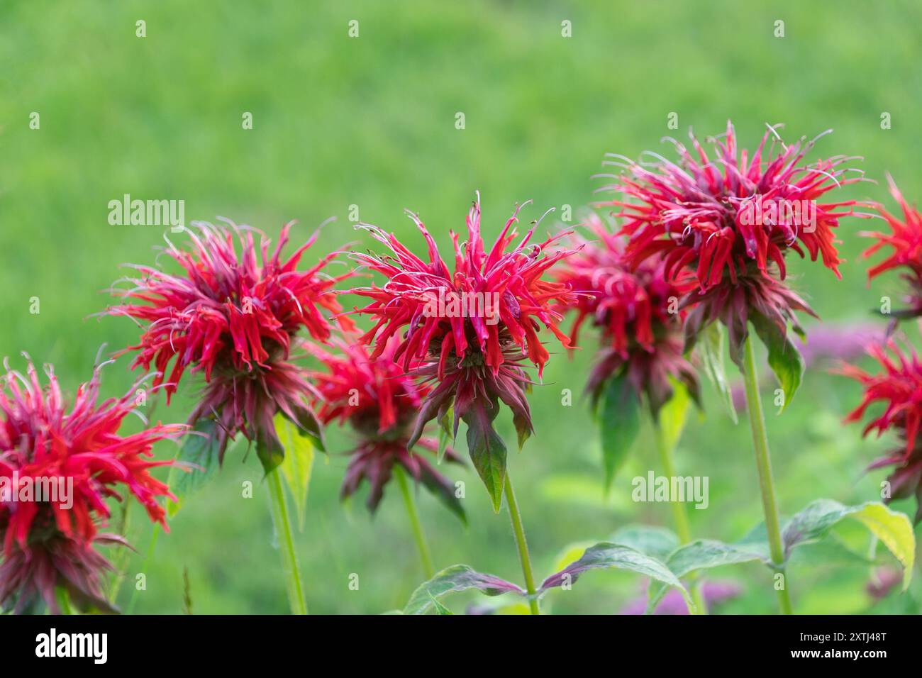 Bellissimi fiori rossi di Monarda didyma. Il beebalm cremisi, lo scarlatto beebalm, lo scarlatto monarda, la pianta di Eau-de-Cologne, il tè Oswego, bergamotto. Foto Stock