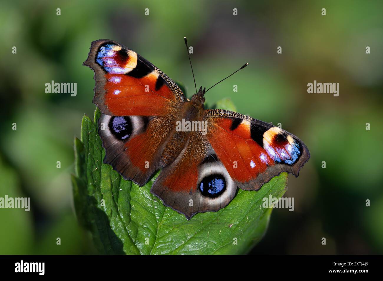 Farfalla di pavone - Agalis io - isolato su foglia Foto Stock