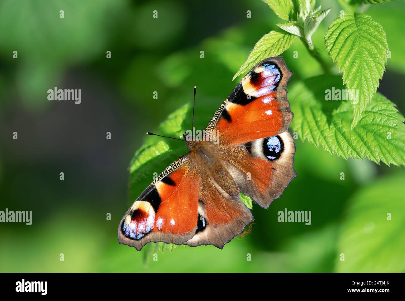 Farfalla di pavone - Agalis io - isolato su foglia Foto Stock