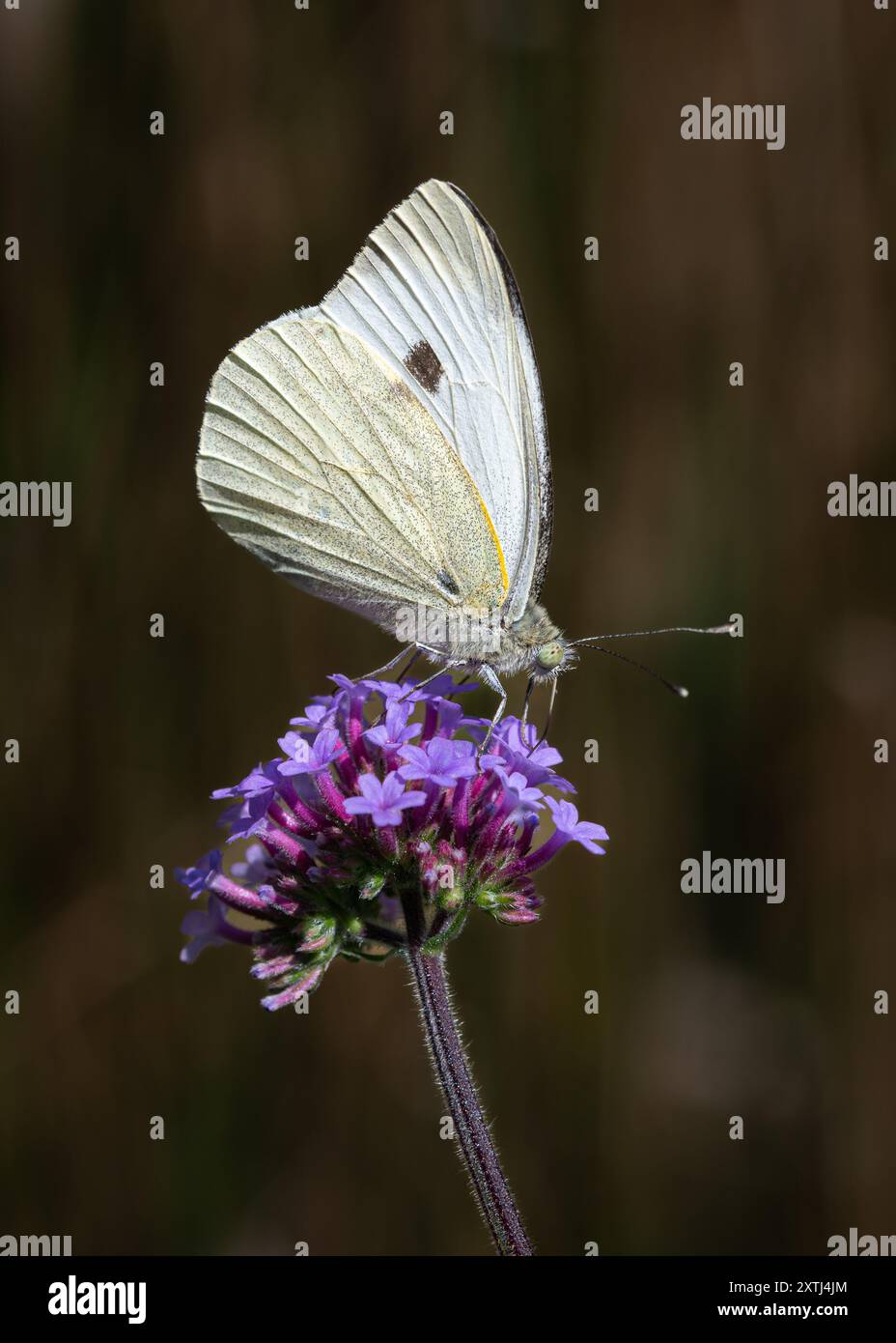 Grande farfalla bianca - Pieris brassicae - o cavolo bianco su fiore da giardino Foto Stock