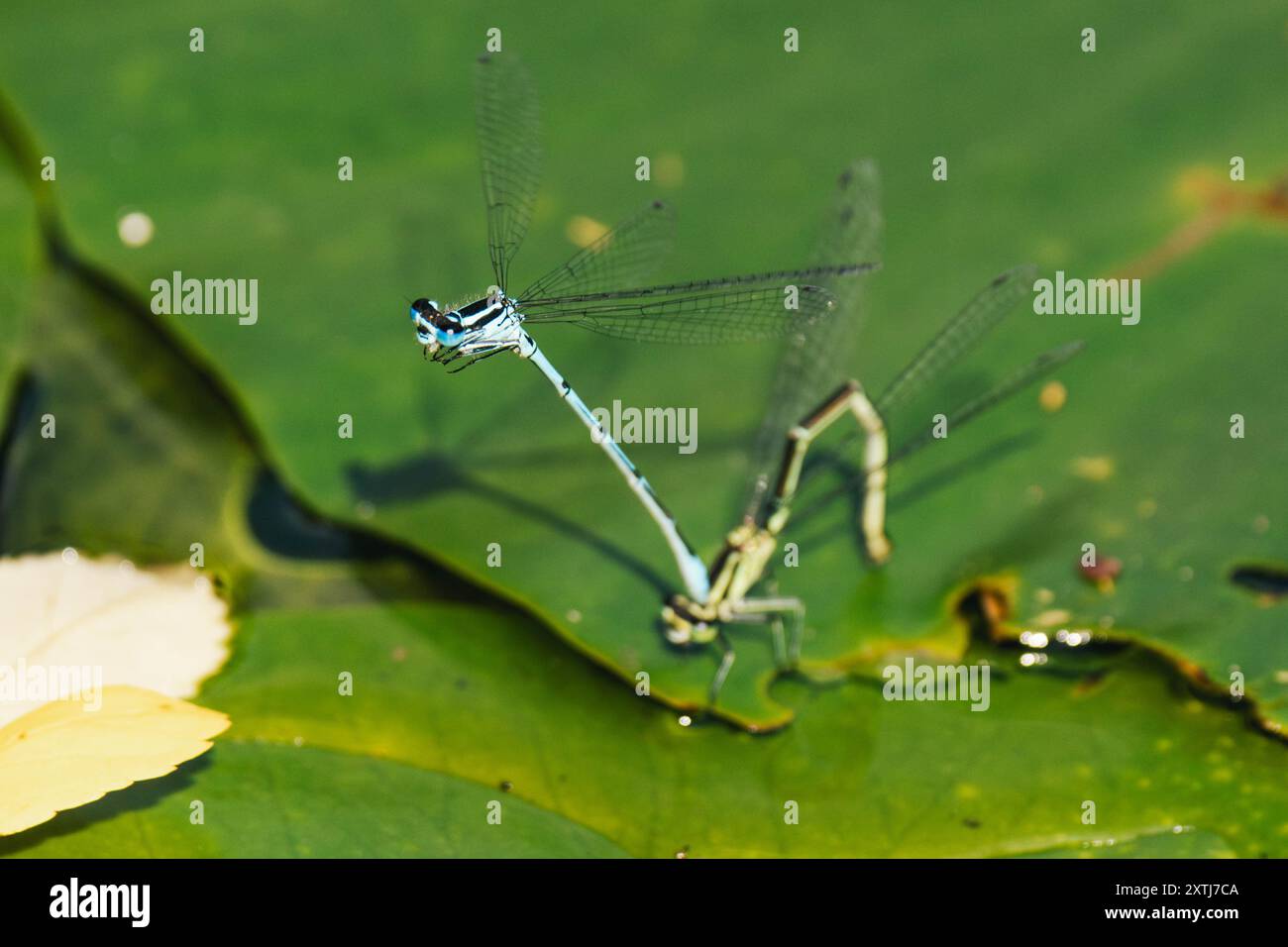 Drago-mosca turchese sulla pianta d'acqua Foto Stock