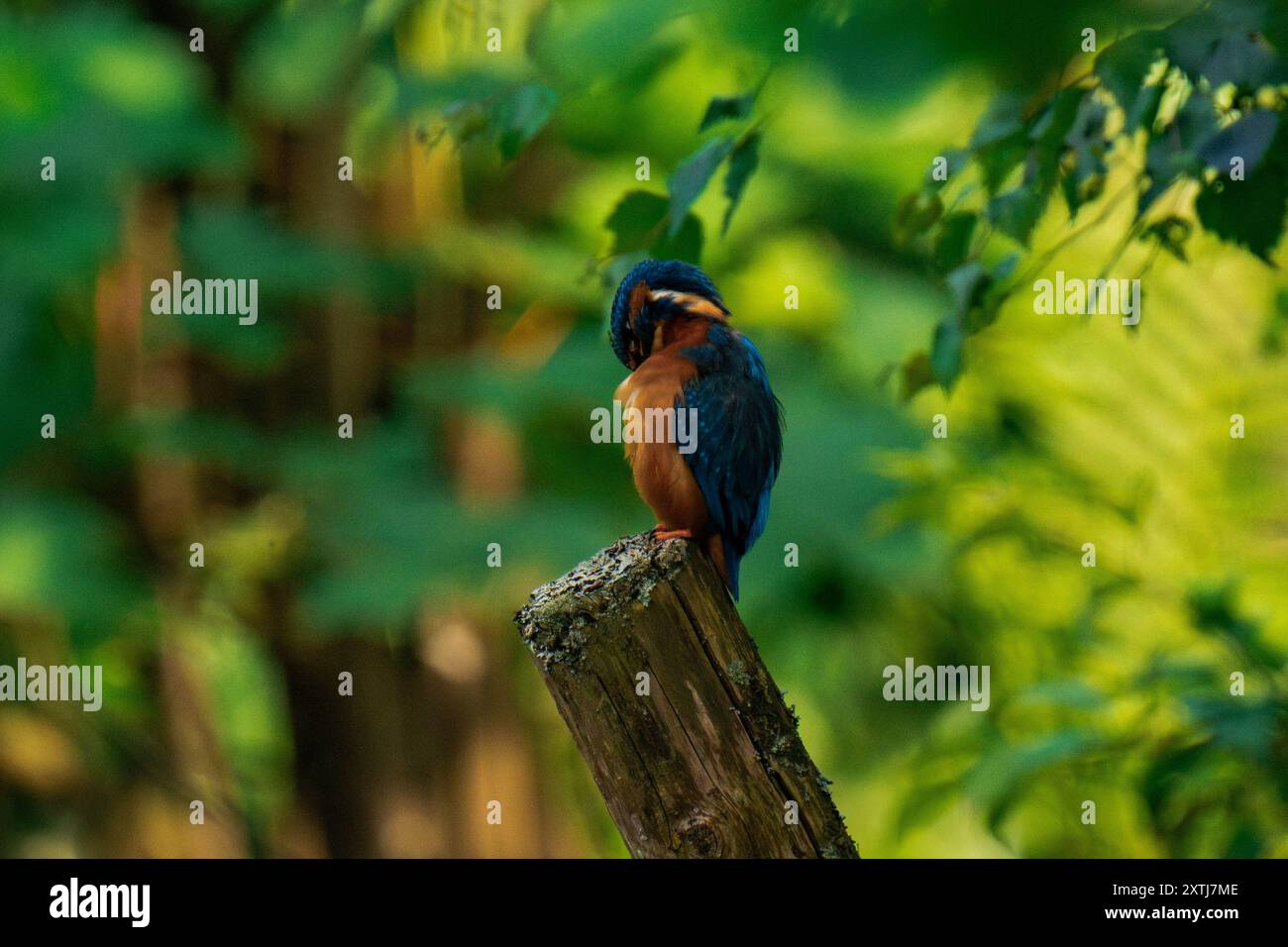 Common kingfisher (Alcedo atthis) schiude le sue piume Foto Stock