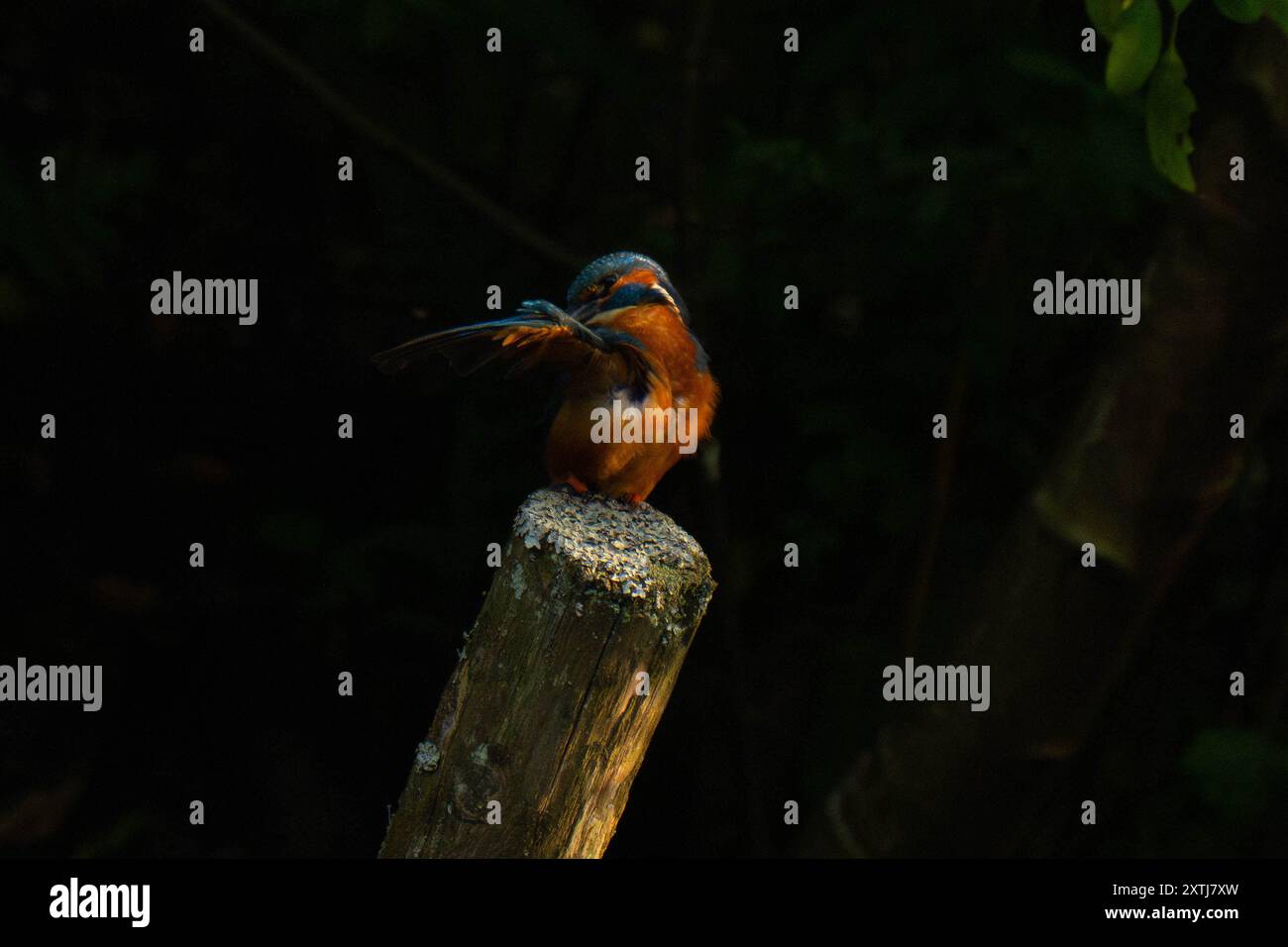 Common kingfisher (Alcedo atthis) schiude le sue piume Foto Stock