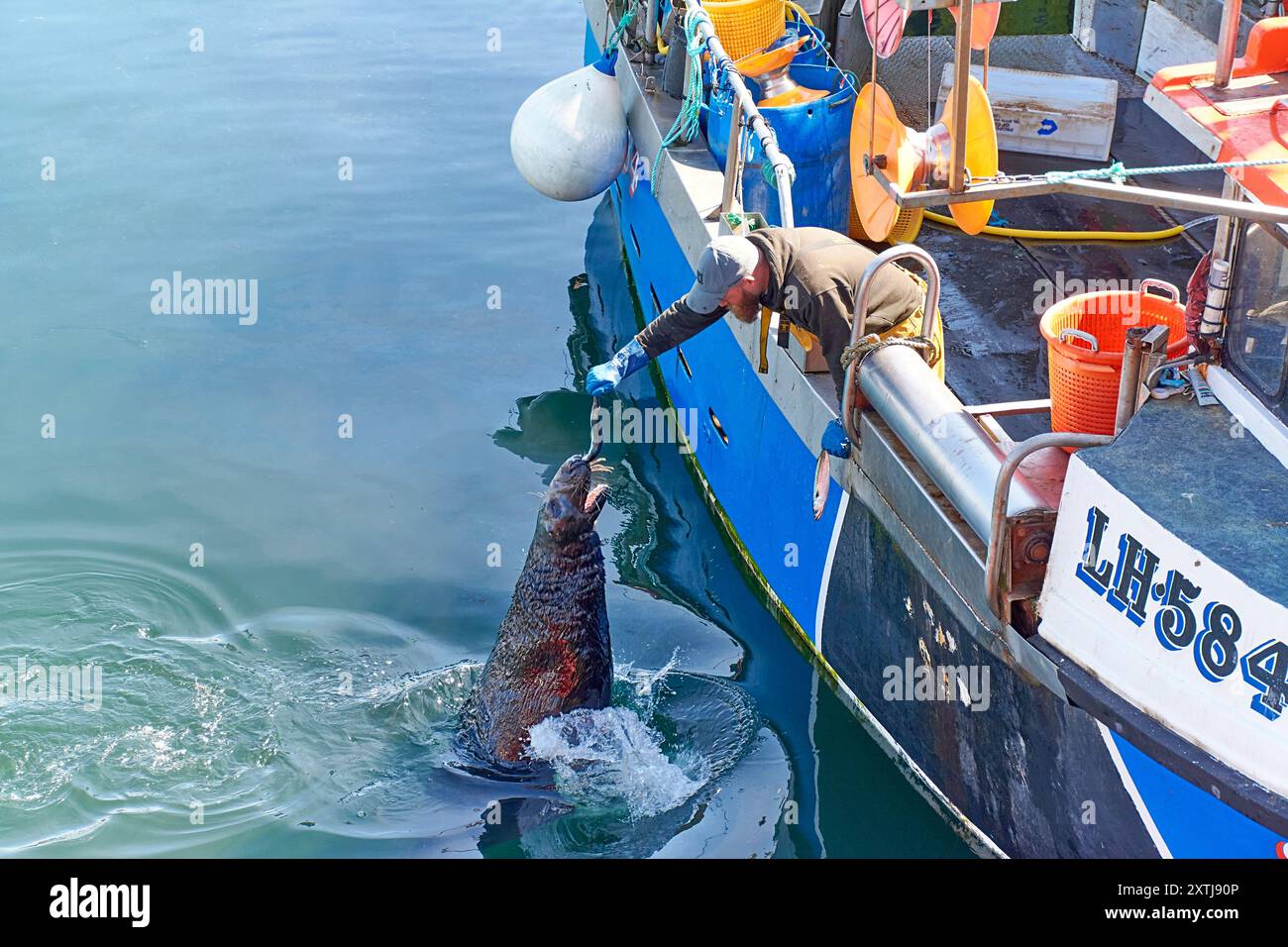 Fraserburgh Harbour Aberdeenshire Scozia pescatore che dà da mangiare a una foca con del pesce Foto Stock