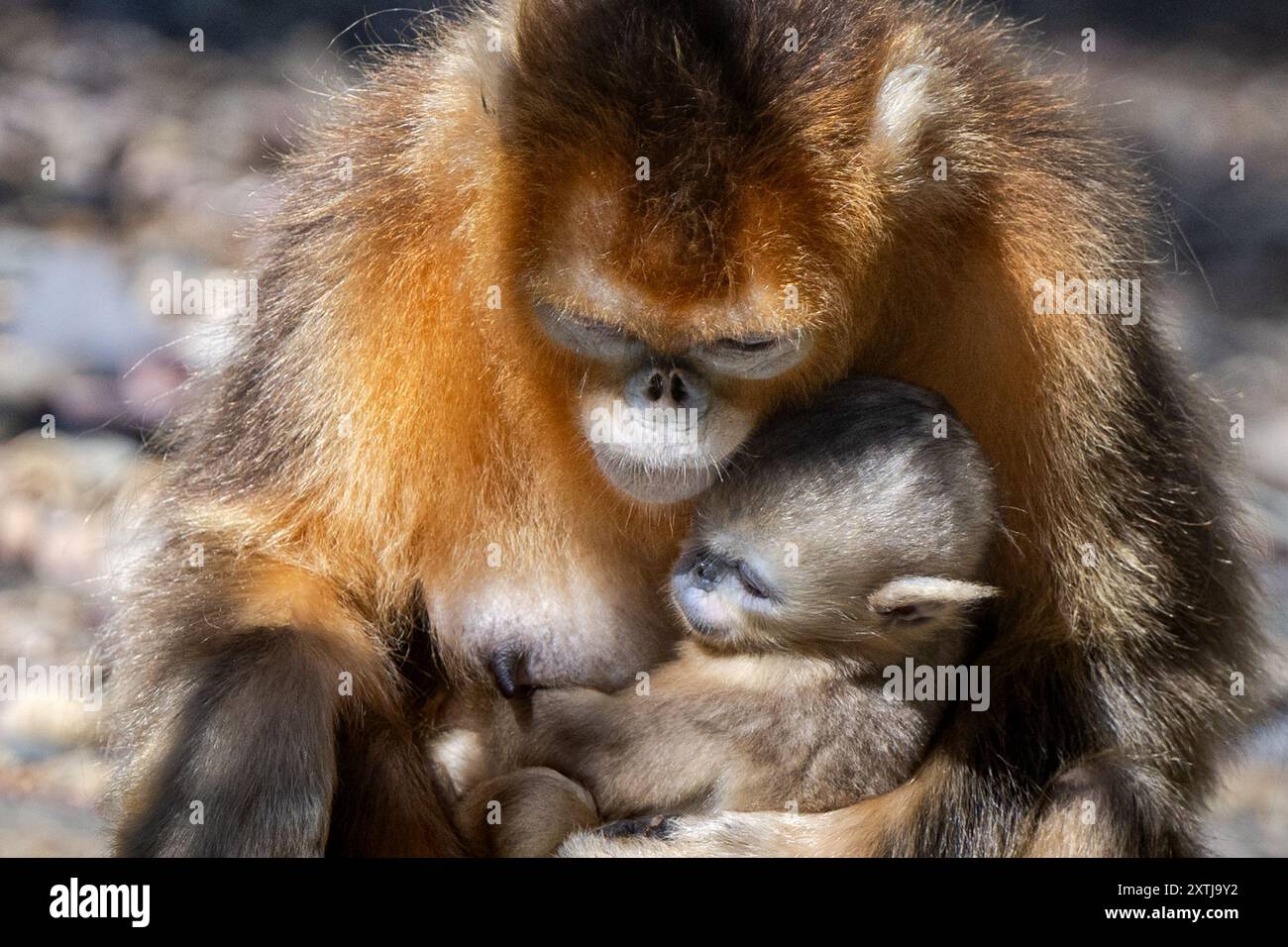 (240815) -- SHENNONGJIA, 15 agosto 2024 (Xinhua) -- questa foto scattata il 15 agosto 2024 mostra le scimmie dorate al Dalongtan Golden Monkey Research Center nel Parco nazionale di Shennongjia sotto il distretto forestale di Shennongjia, nella provincia di Hubei della Cina centrale. Il distretto forestale di Shennongjia, nella provincia di Hubei, nella Cina centrale, ha riportato una crescita della popolazione di scimmie dorate, grazie agli sforzi per la protezione dell'habitat. Il distretto è oggi sede di 1.618 scimmie d'oro, 147 in più rispetto al precedente sondaggio di cinque anni fa, secondo i risultati del quarto sondaggio condotto dall'amministrazione distrettuale. Foto Stock