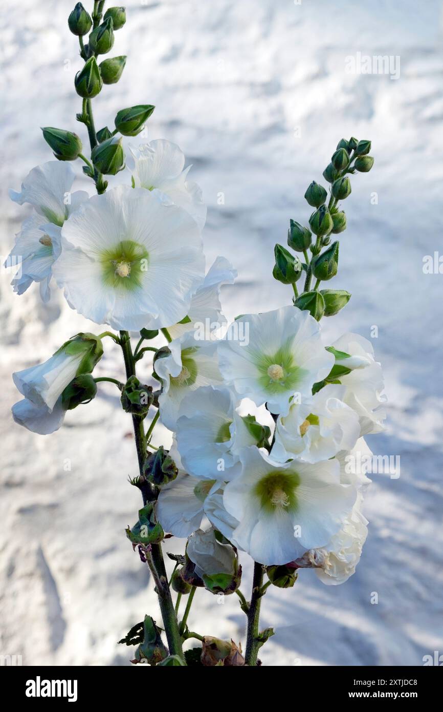 Fiori e boccioli perenni di hollyhock bianchi in fiore, giardino estivo di agosto davanti alla casa, muro di cottage in pietra, giardino di agosto Regno Unito KATHY DEWITT Foto Stock