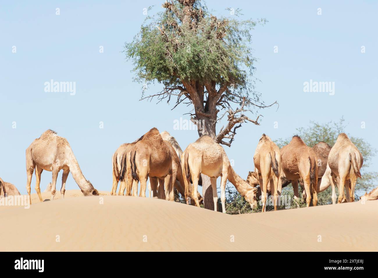 Una grande mandria di cammelli che pascolano su foglie di alberi nelle dune del deserto, paesaggio desertico con fauna selvatica Foto Stock