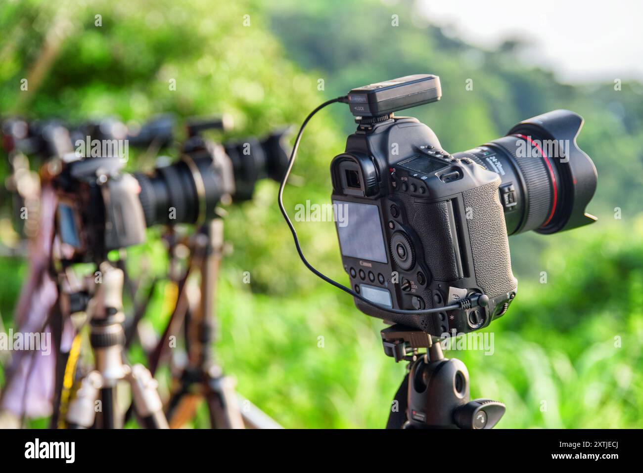 Una fila di telecamere professionali su treppiedi tra alberi verdi Foto Stock