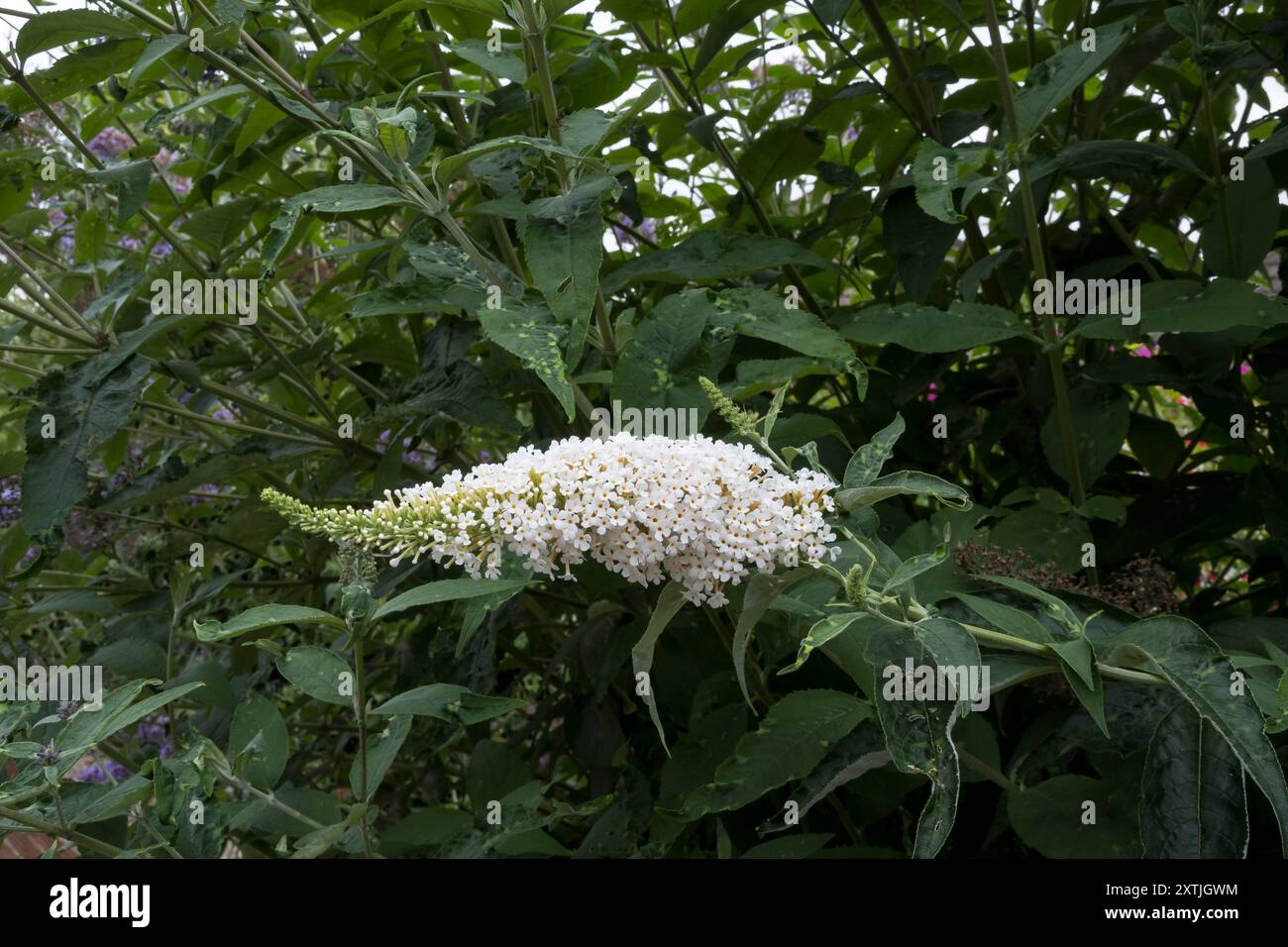 Fiore bianco sul Bush di Buddleja Foto Stock