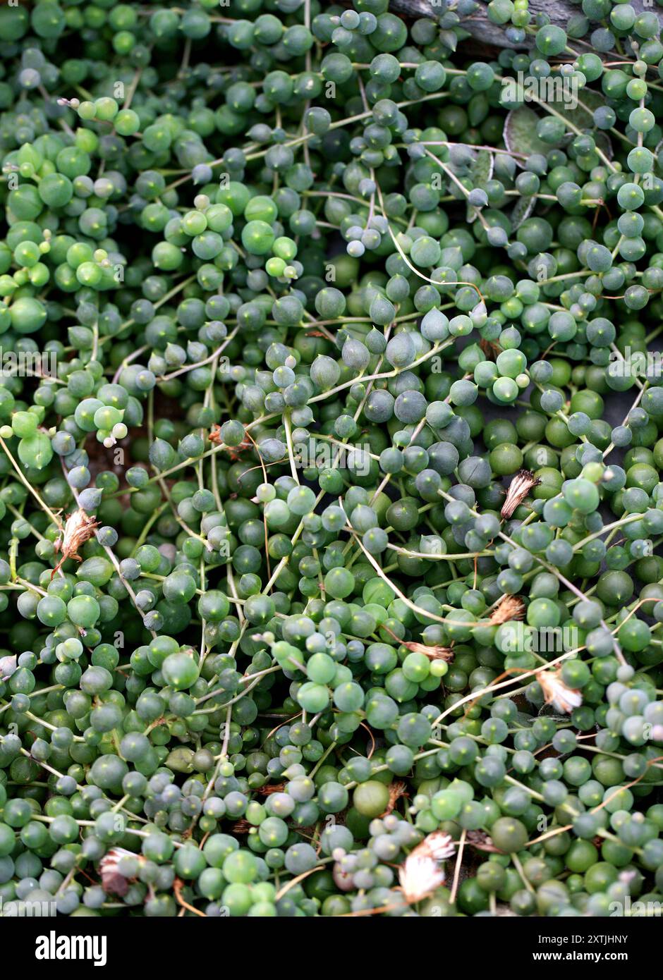 Stringa di perle, stringa di perle o stringa di perle, Curio rowleyanus, SYN. Senecio rowleyanus e Kleinia rowleyana, Asteraceae. Province del Capo. Foto Stock