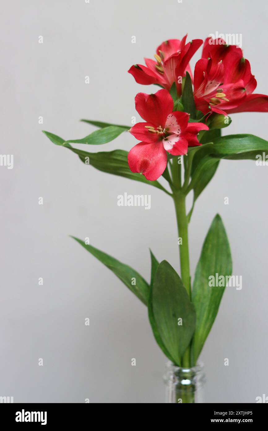 Fiore rosso dell'Alstroemeria in vaso su sfondo grigio con spazio per il testo. Composizione semplice natura morta. Foto Stock