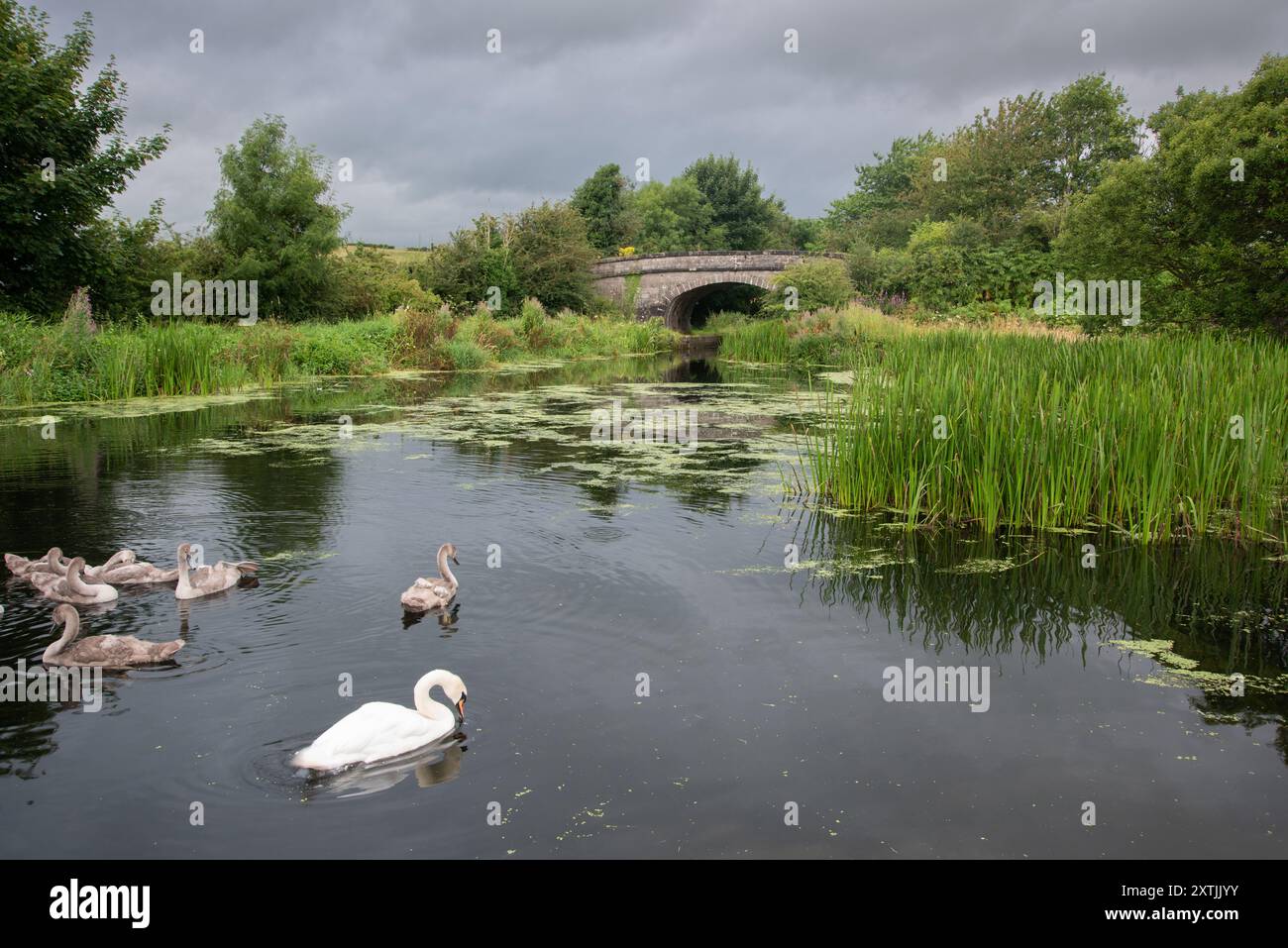 Mute Swan (Cygnus olor) adulti e Cygnets sul Lancaster Canal, vicino a Crooklands, Cumbria, Inghilterra, Regno Unito Foto Stock