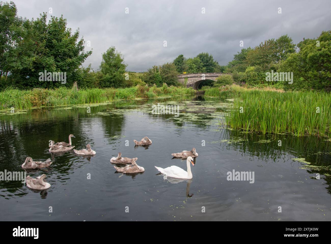 Mute Swan (Cygnus olor) adulti e Cygnets sul Lancaster Canal, vicino a Crooklands, Cumbria, Inghilterra, Regno Unito Foto Stock