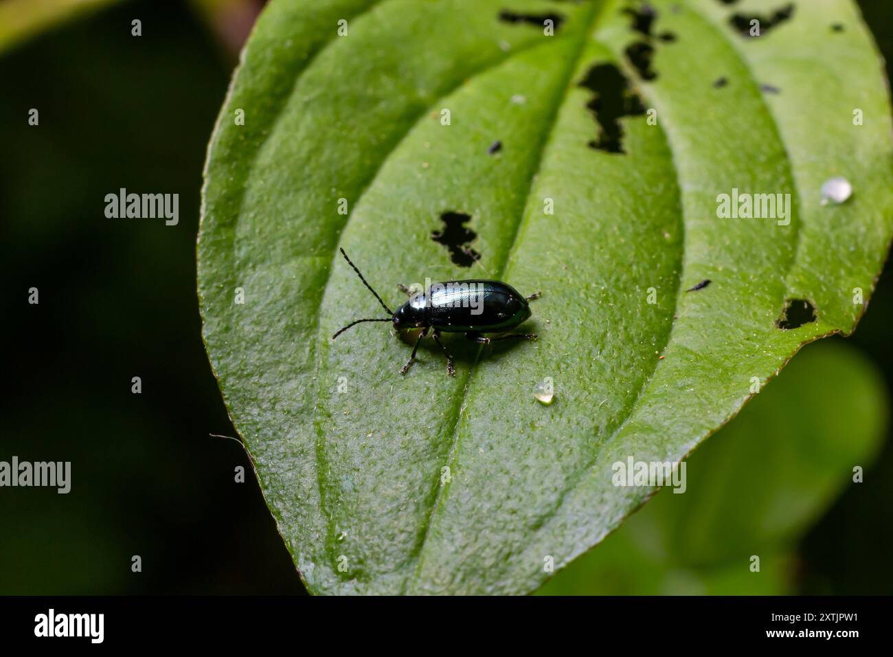 Primo piano di uno scarabeo delle pulci altica sul bordo di una foglia verde. Foto Stock