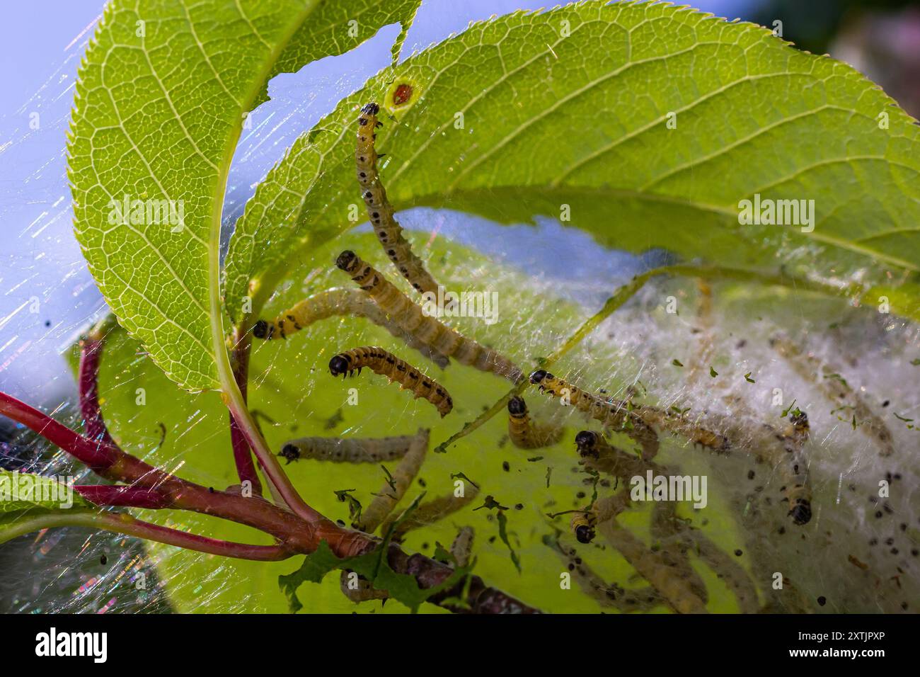 Gruppo di larve di ermina di ciliegia d'uccello Yponomeuta evonymella pupato in rete comune stretta, bianca su un tronco di albero e rami tra leav verde Foto Stock