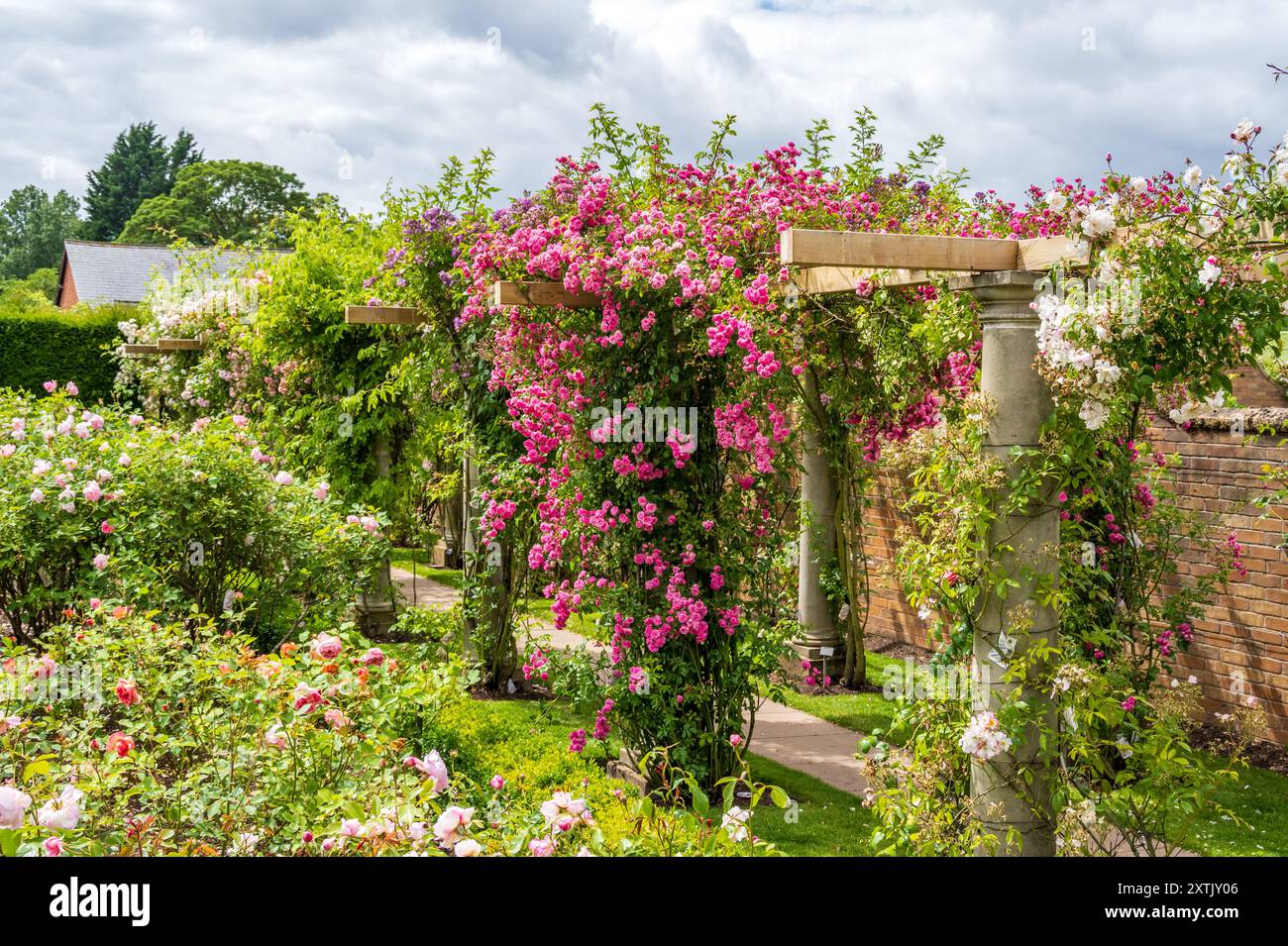 Splendida esposizione di colori al David Austin English Rose Gardens, Albrighton, Shropshire. REGNO UNITO Foto Stock